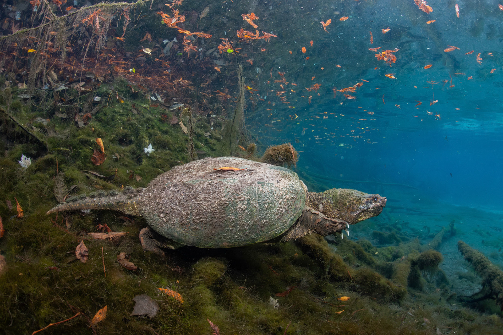 Common Snapping Turtle