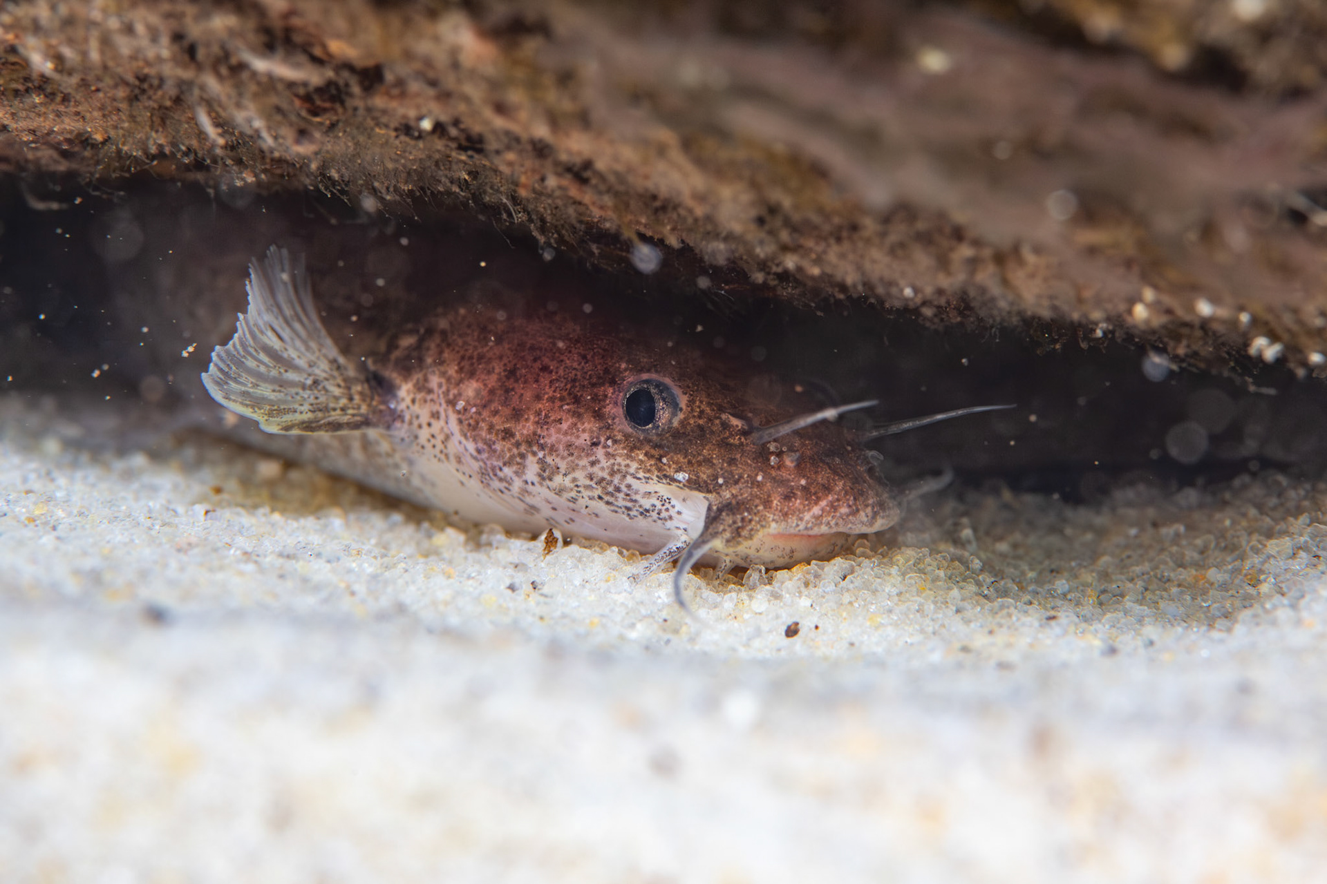 Speckled madtom (Noturus leptacanthus)