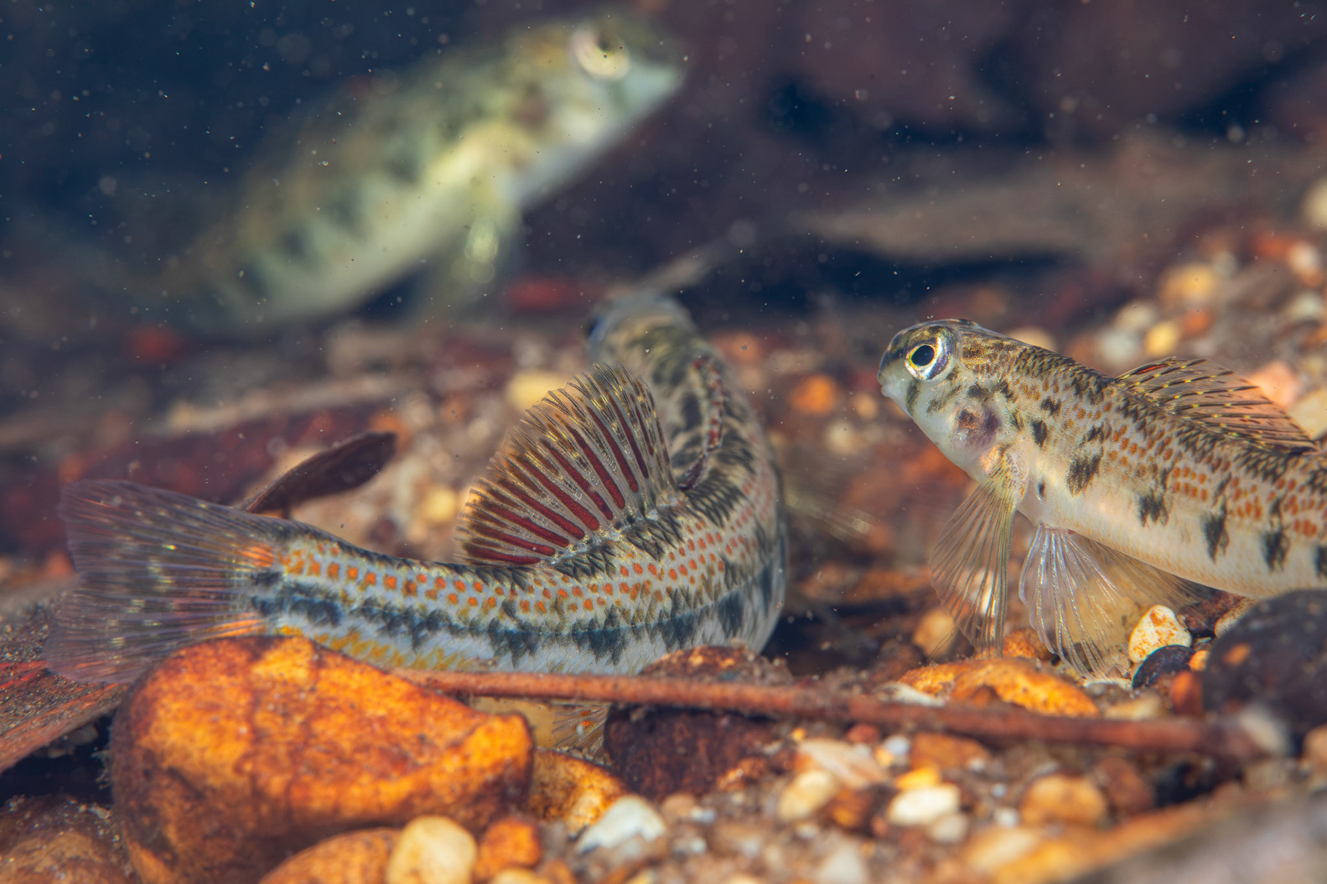 Tennessee Snubnose Darter