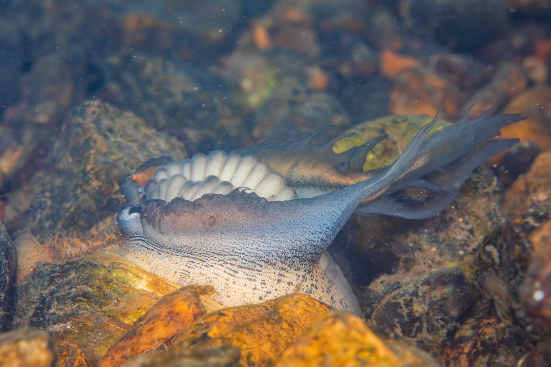 Southern Pocketbook Mussel