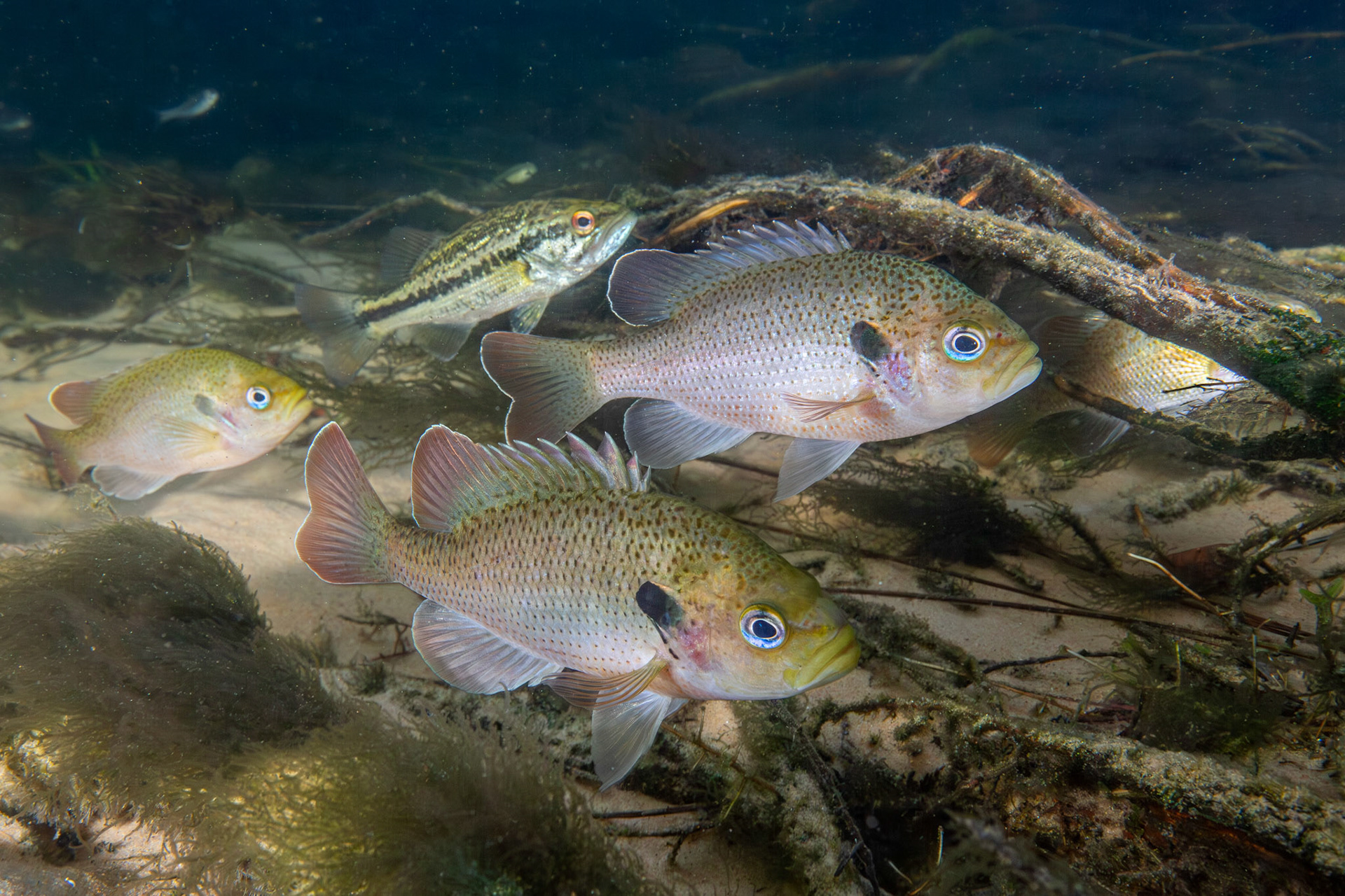 Spotted Sunfish (Lepomis punctatus) &amp; Black Bass (Micropterus sp.)