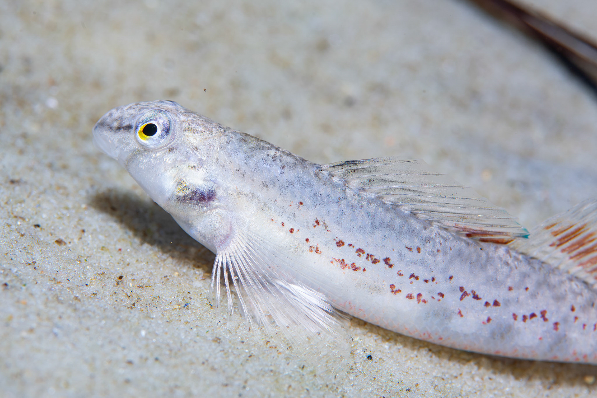 Coastal Darter