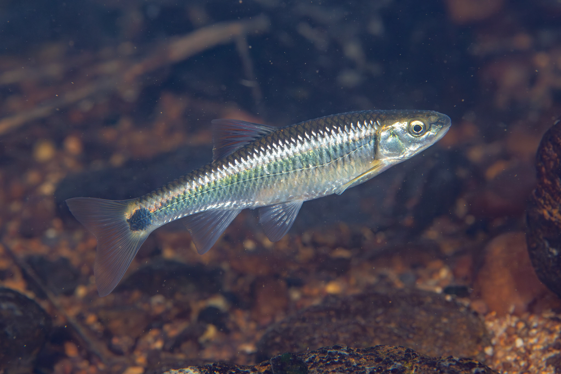 Alabama Shiner