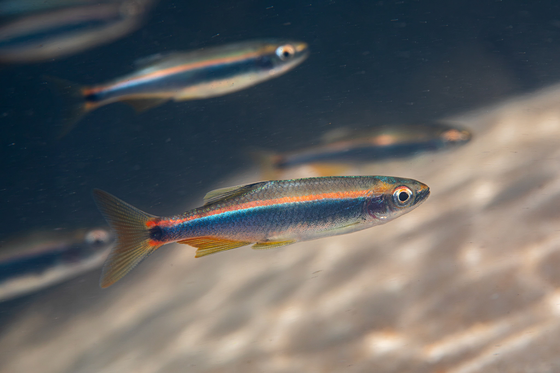 Orangetail Shiner