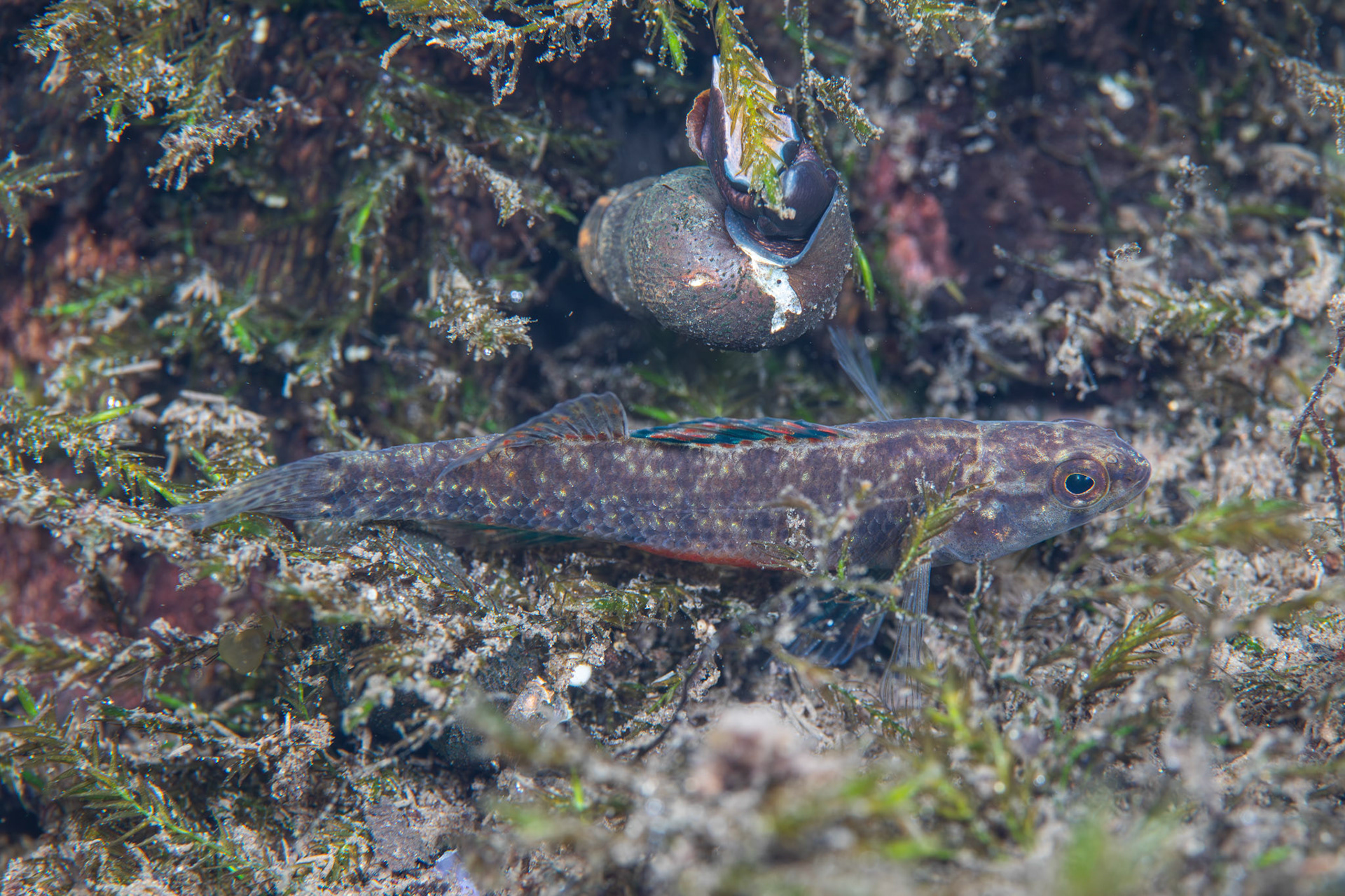Watercress Darter (Etheostoma nuchale)