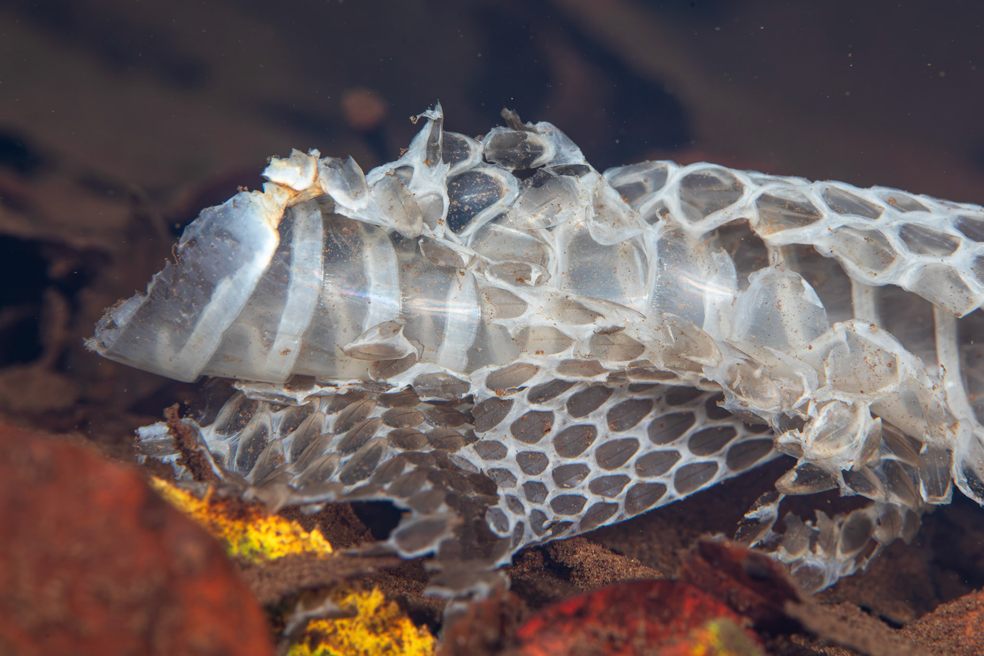 Snake Skin