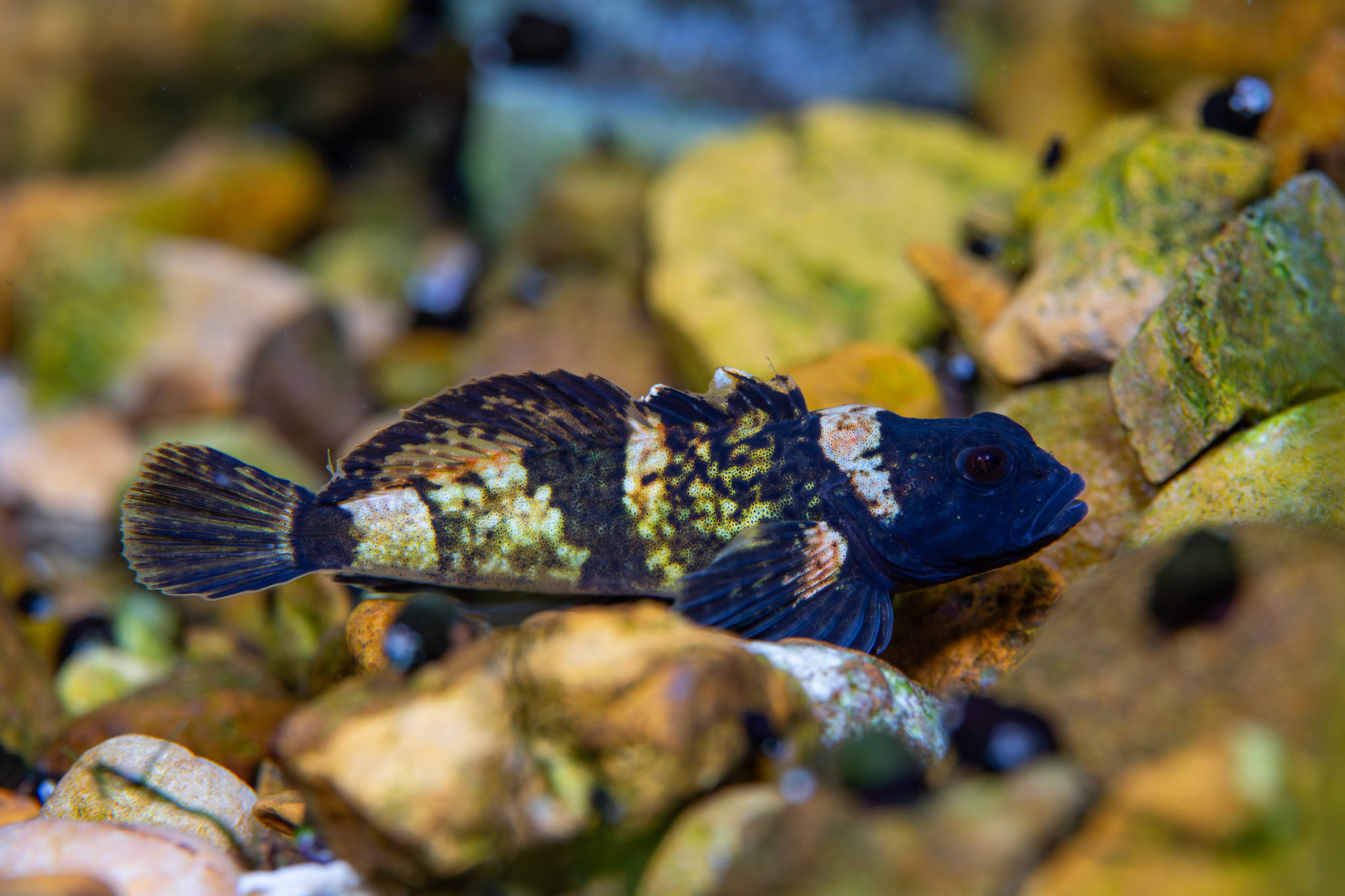 Pygmy Sculpin (Cottus paulus)