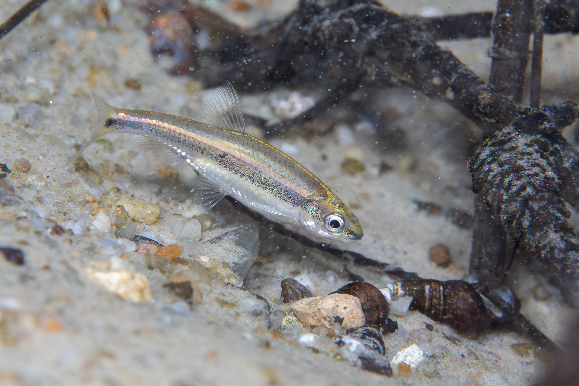 Redeye Chub