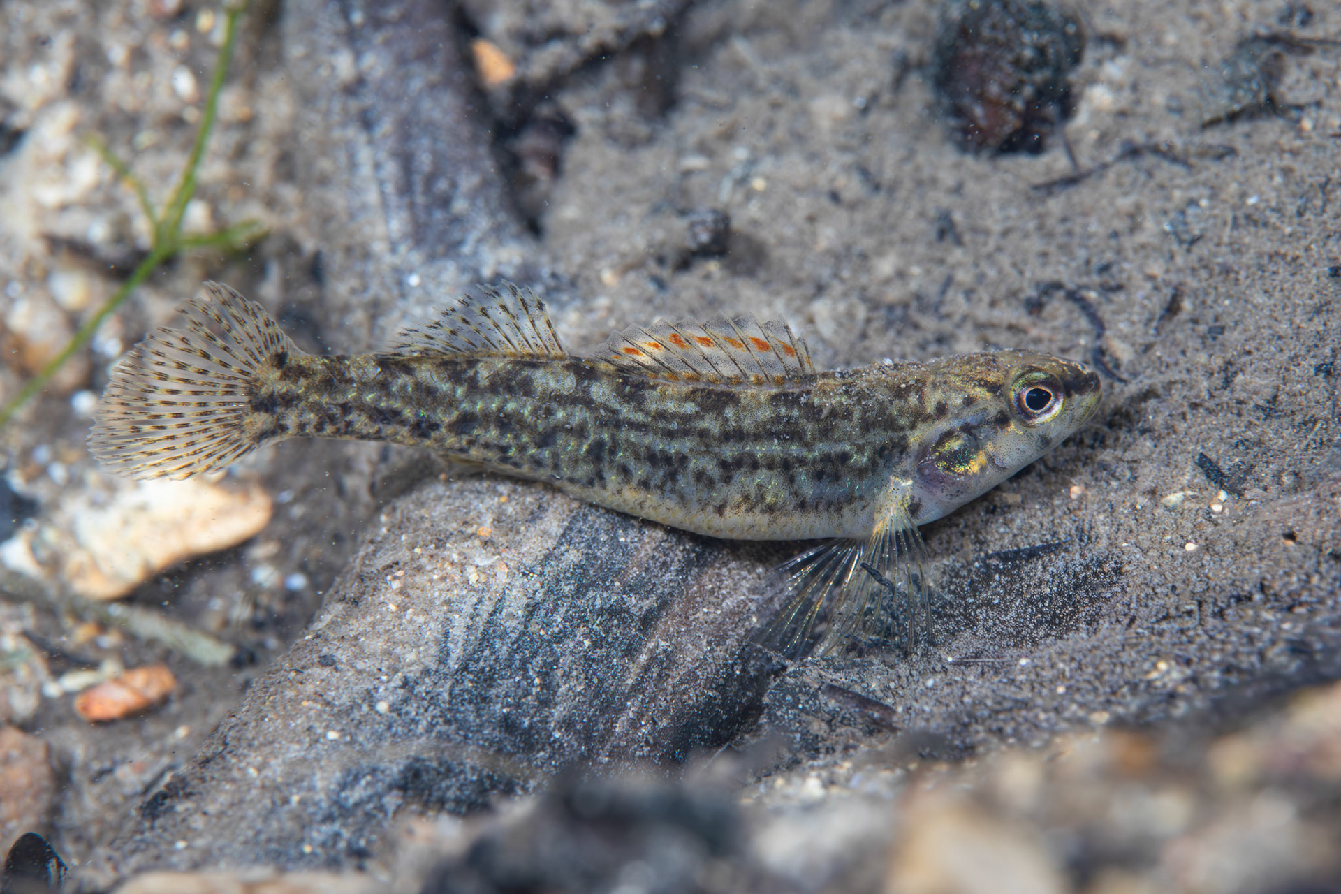 Watercress Darter