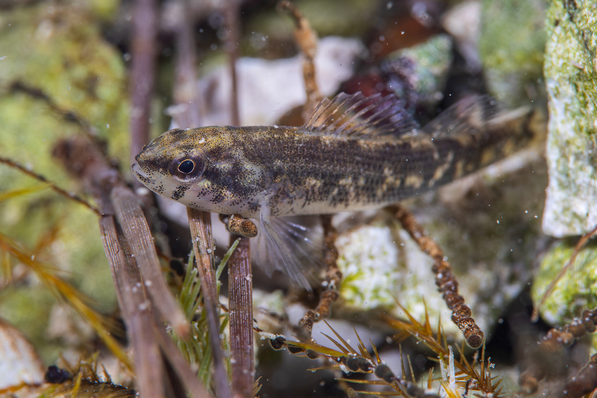 Coldwater Darter