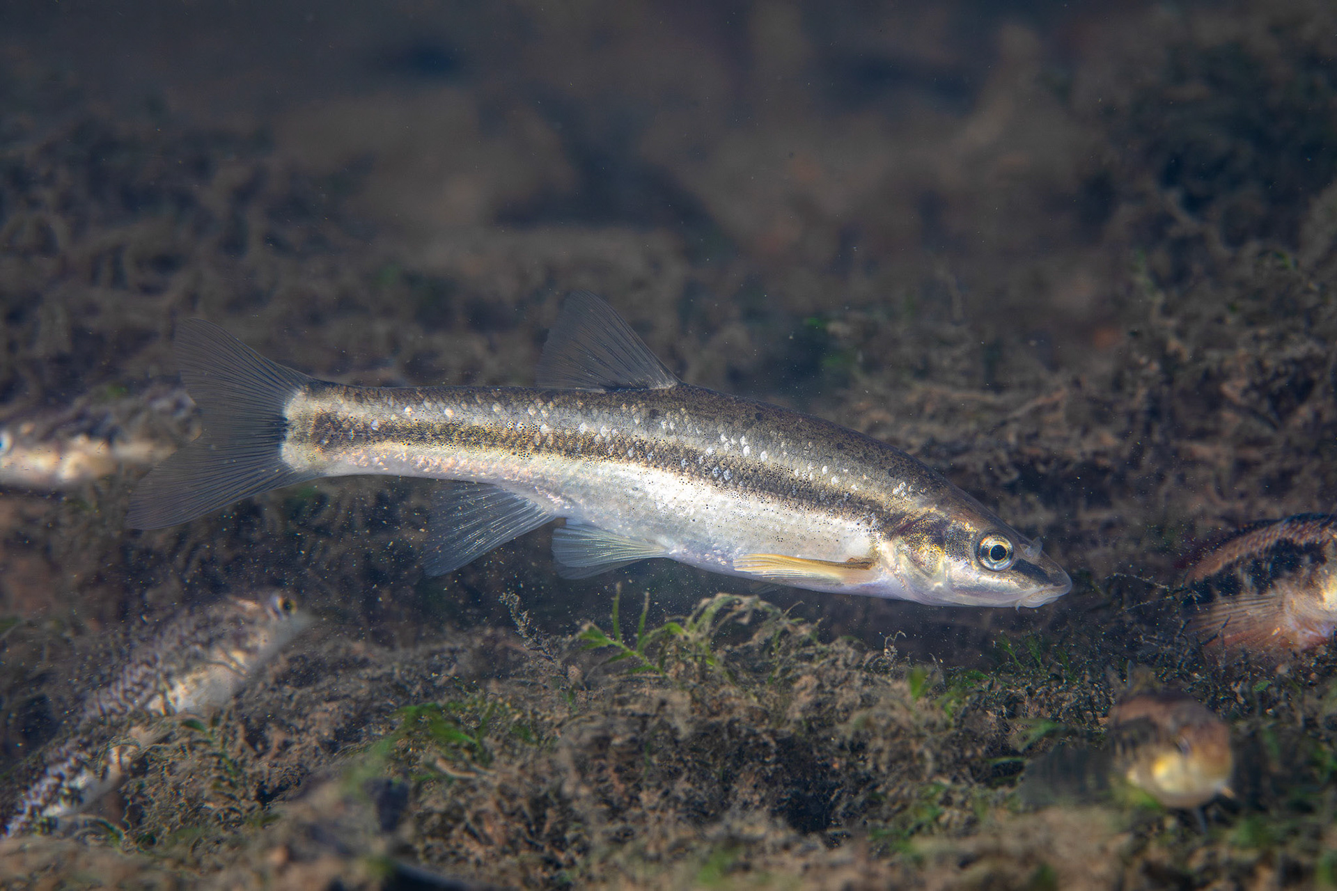 Western Blacknose Dace