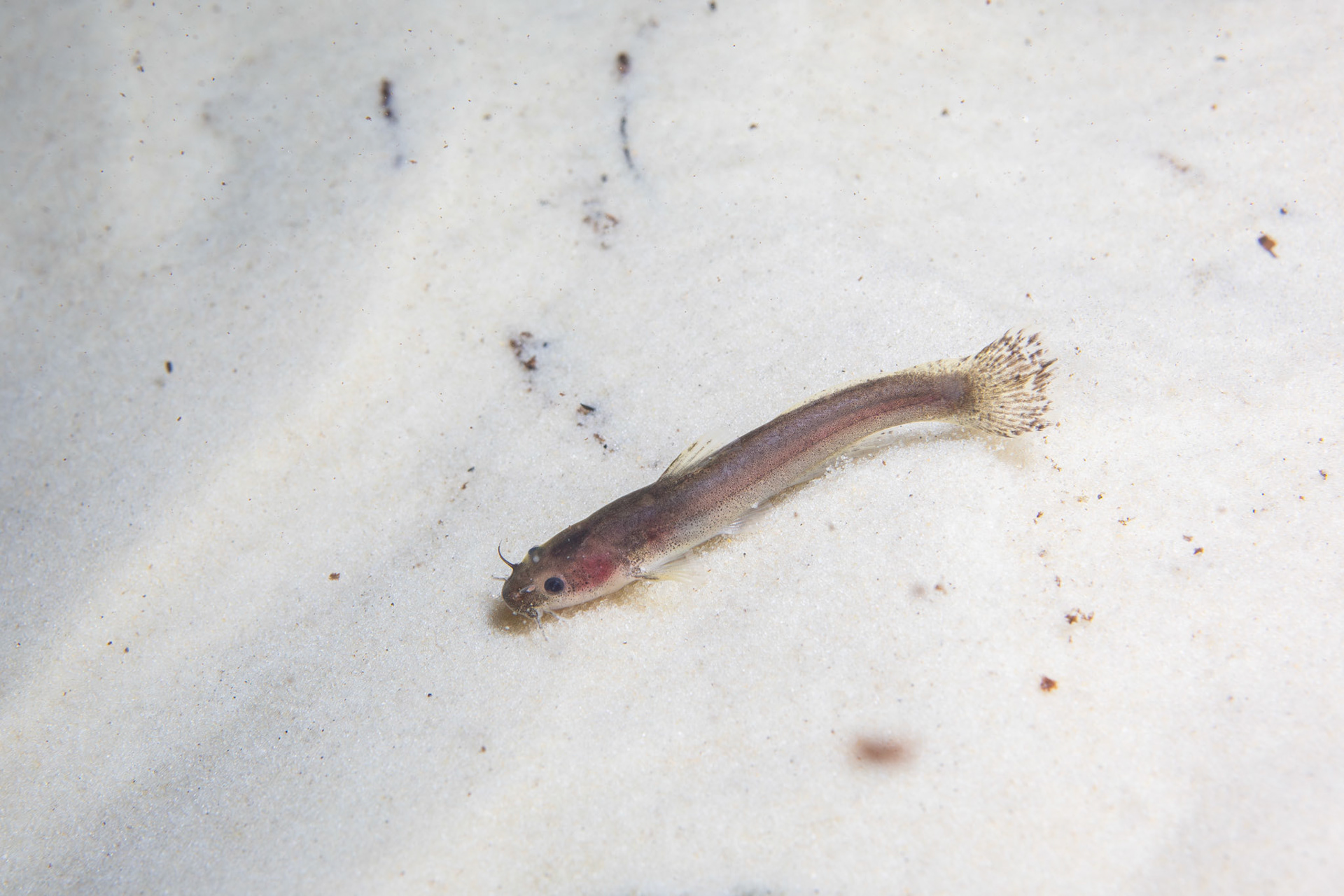 Speckled madtom (Noturus leptacanthus)