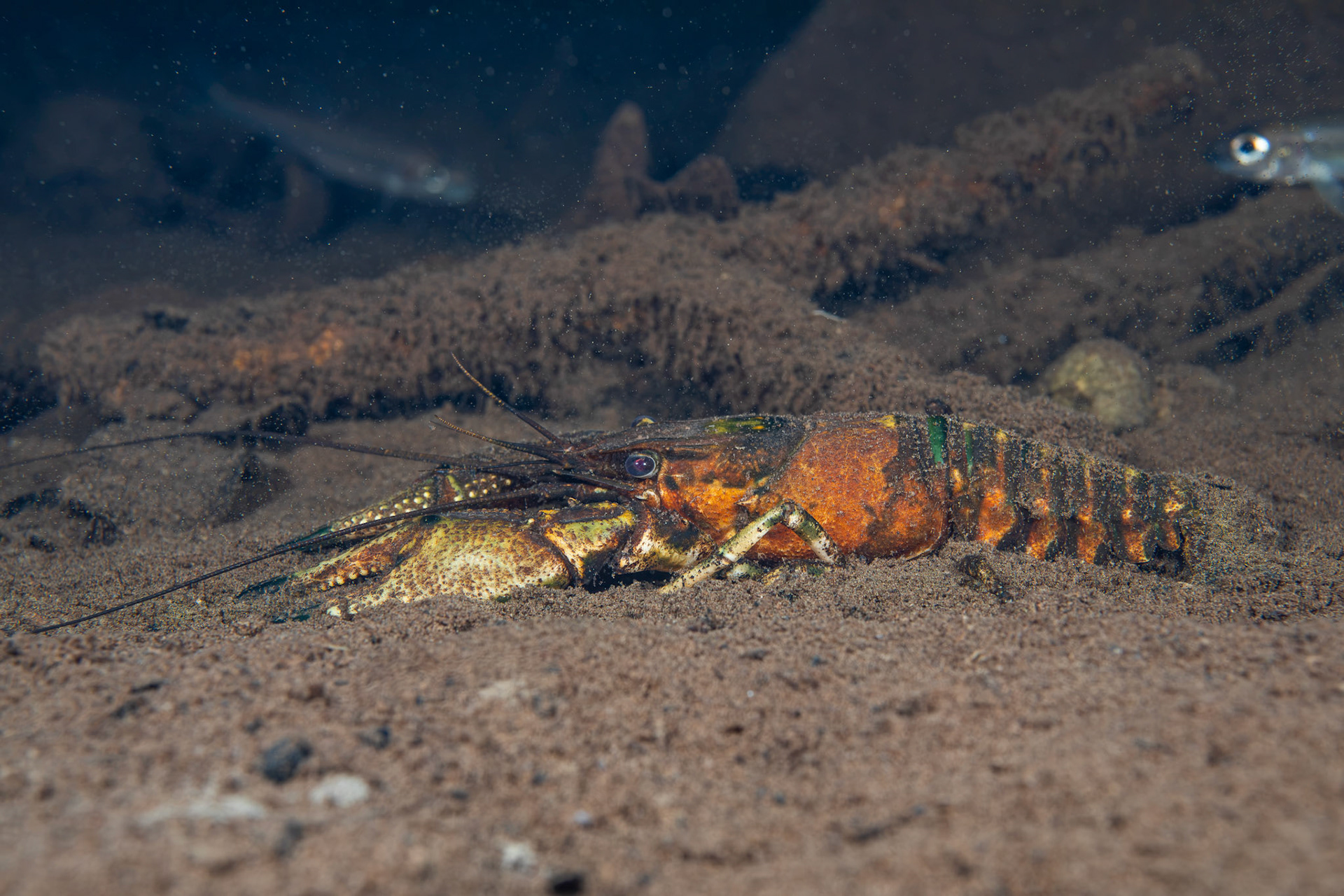 Powerful Crayfish