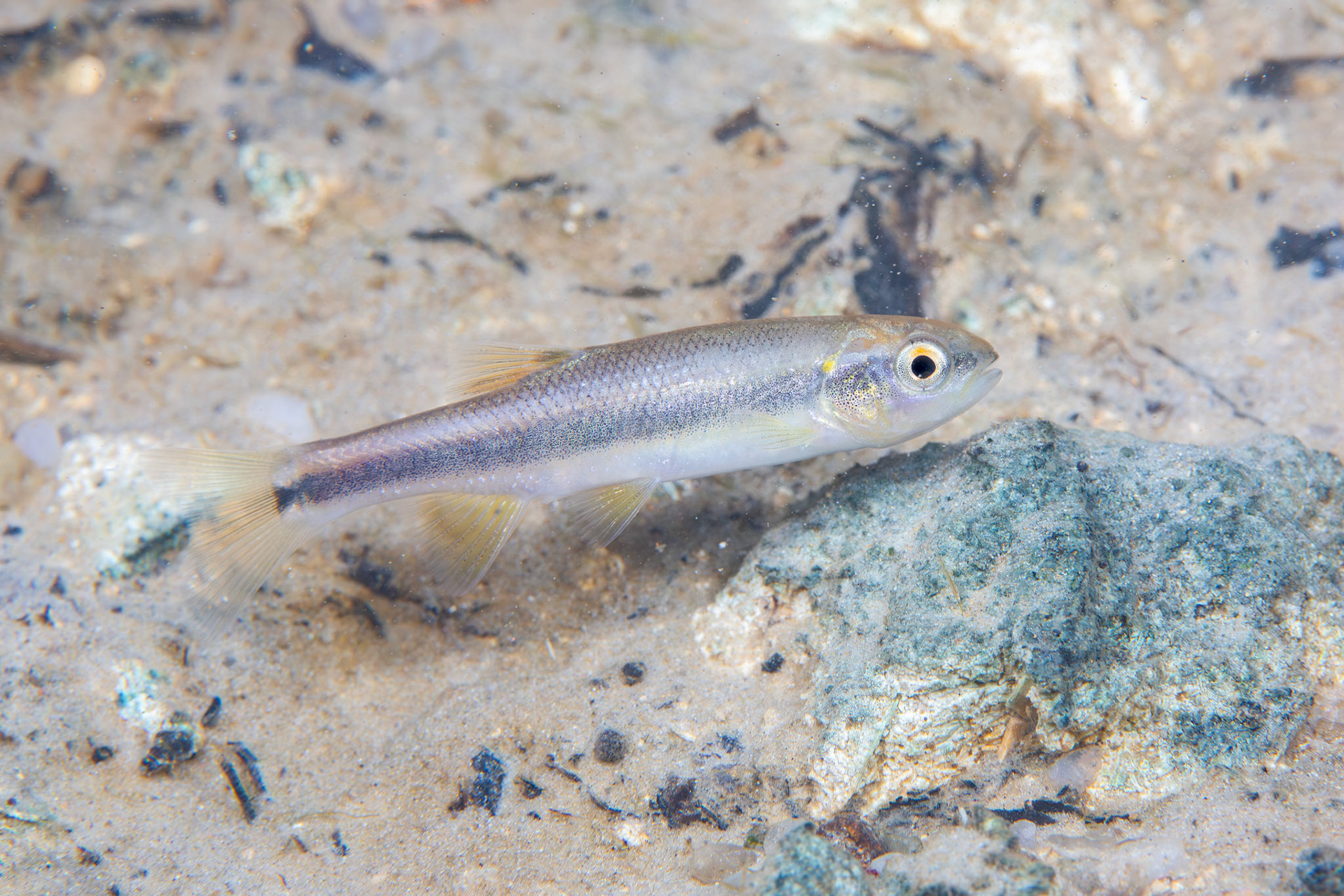 Dixie Chub