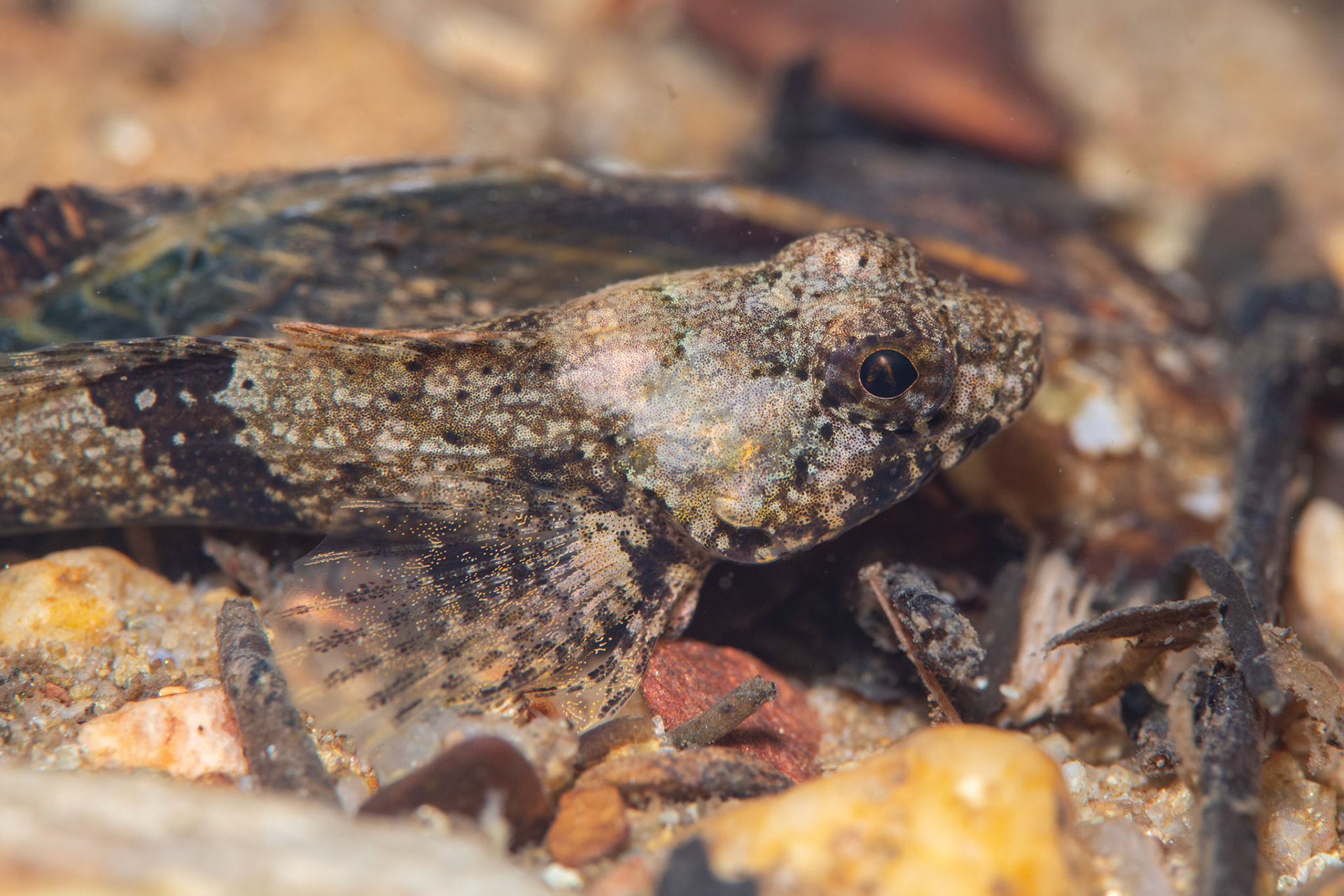 Banded Sculpin