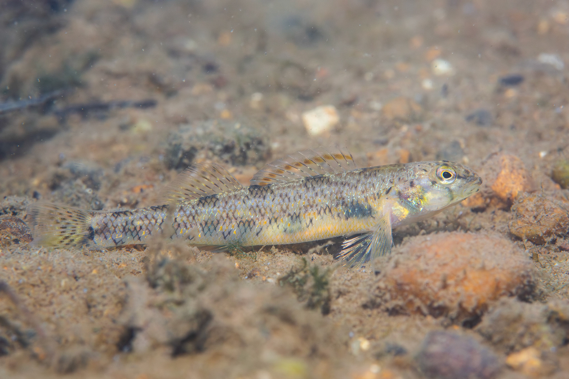 Speckled Darter