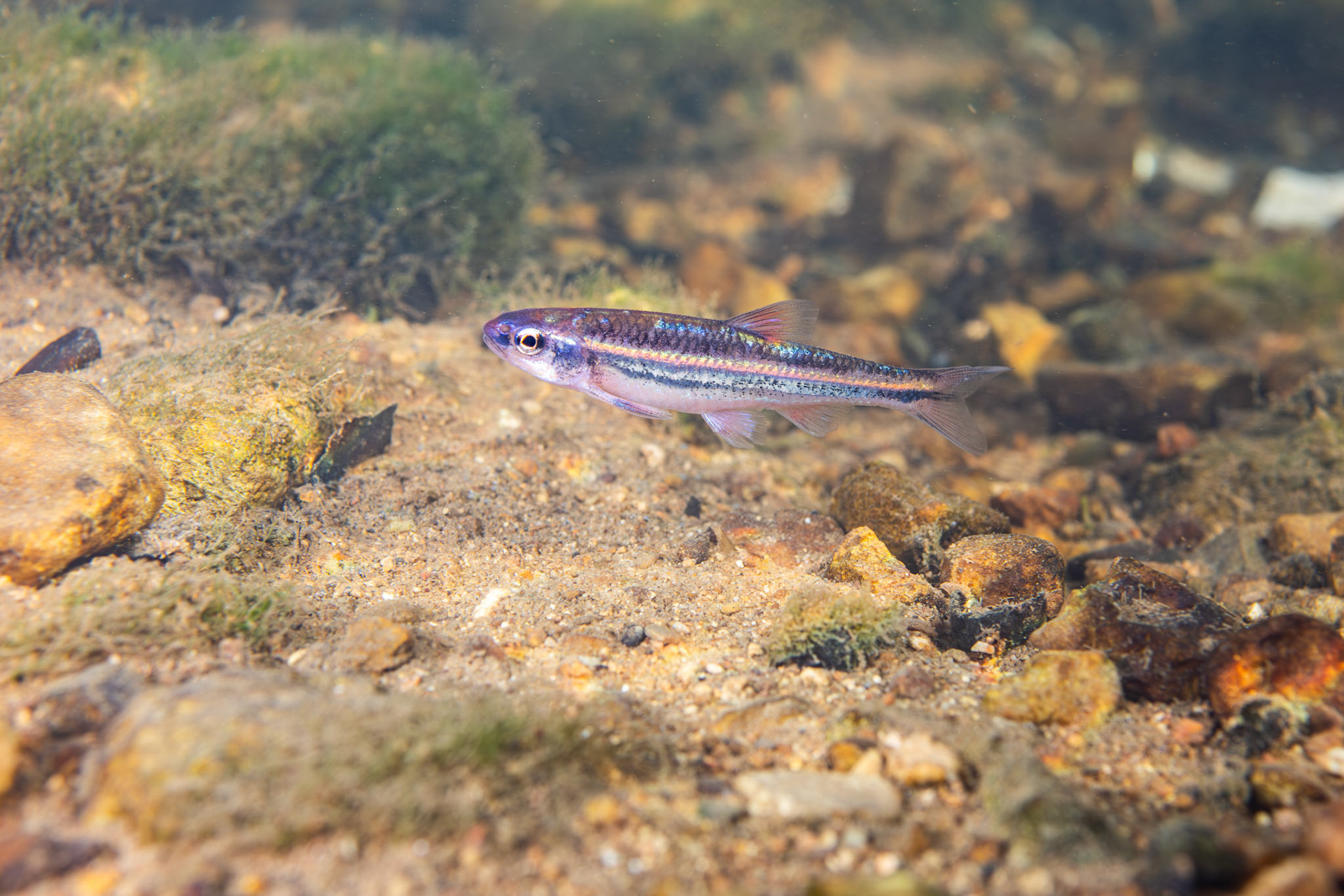 Rainbow Shiner