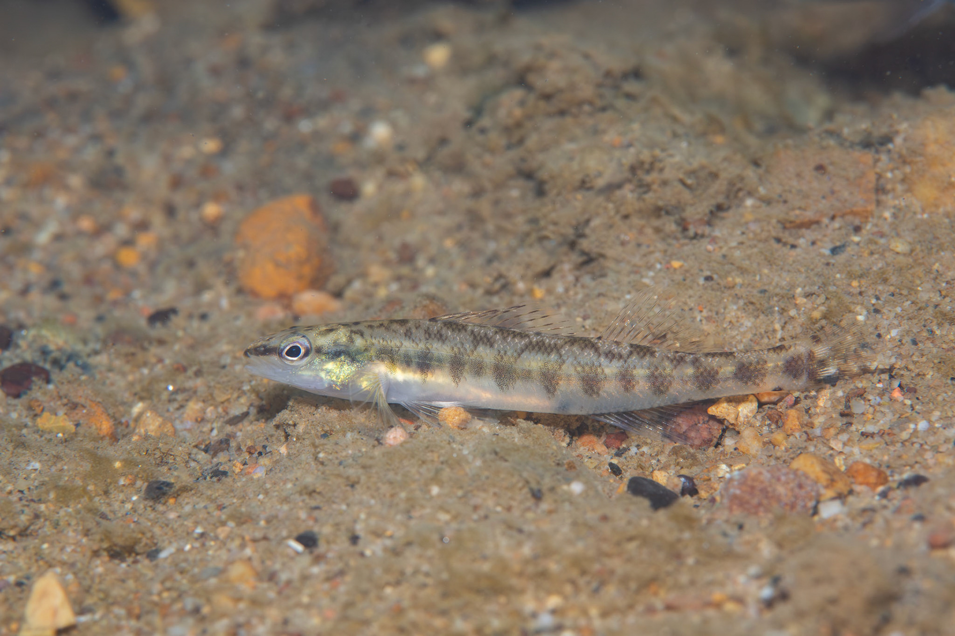Blackbanded Darter