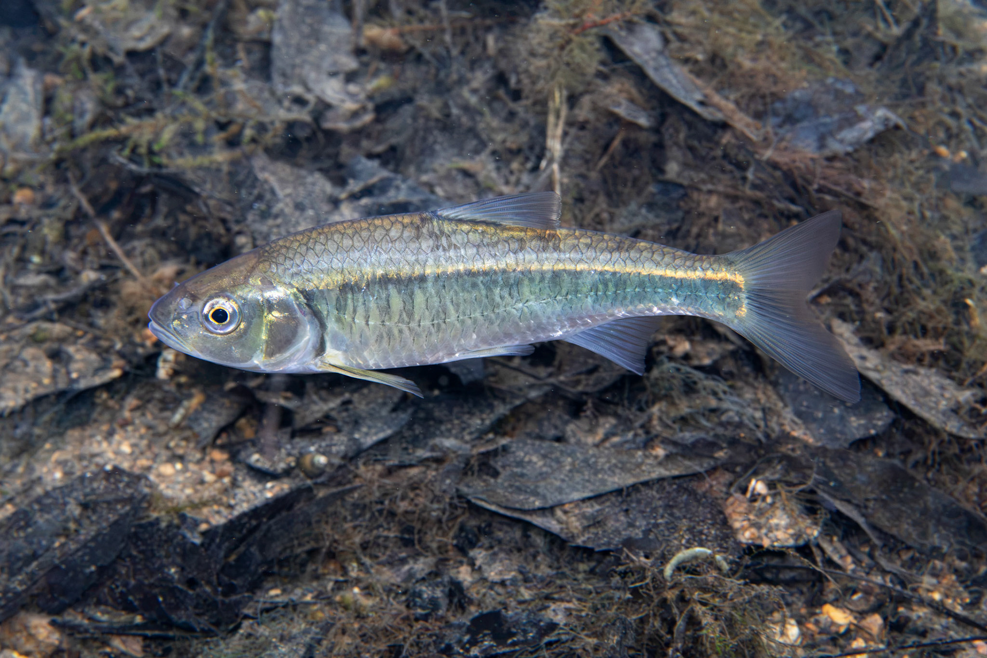 Striped Shiner