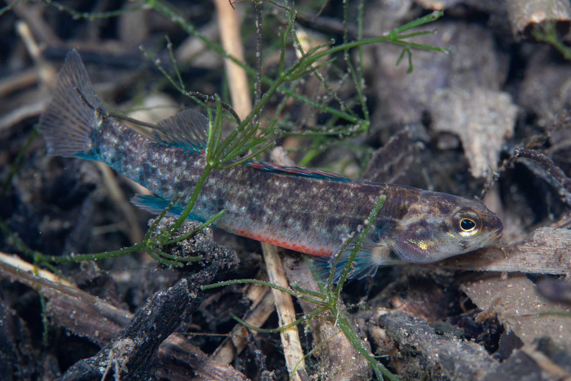 Watercress Darter