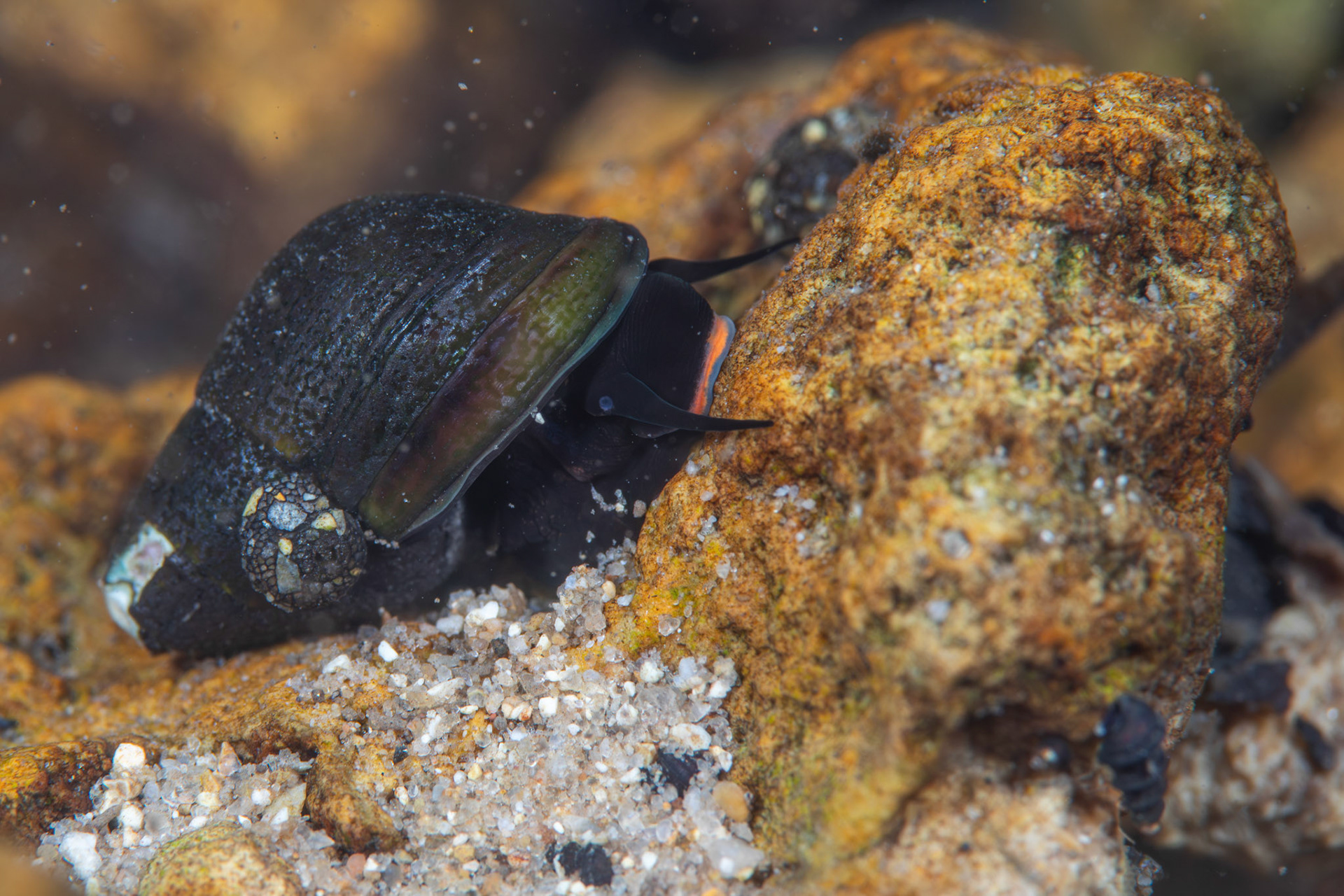 Elimia mintoni