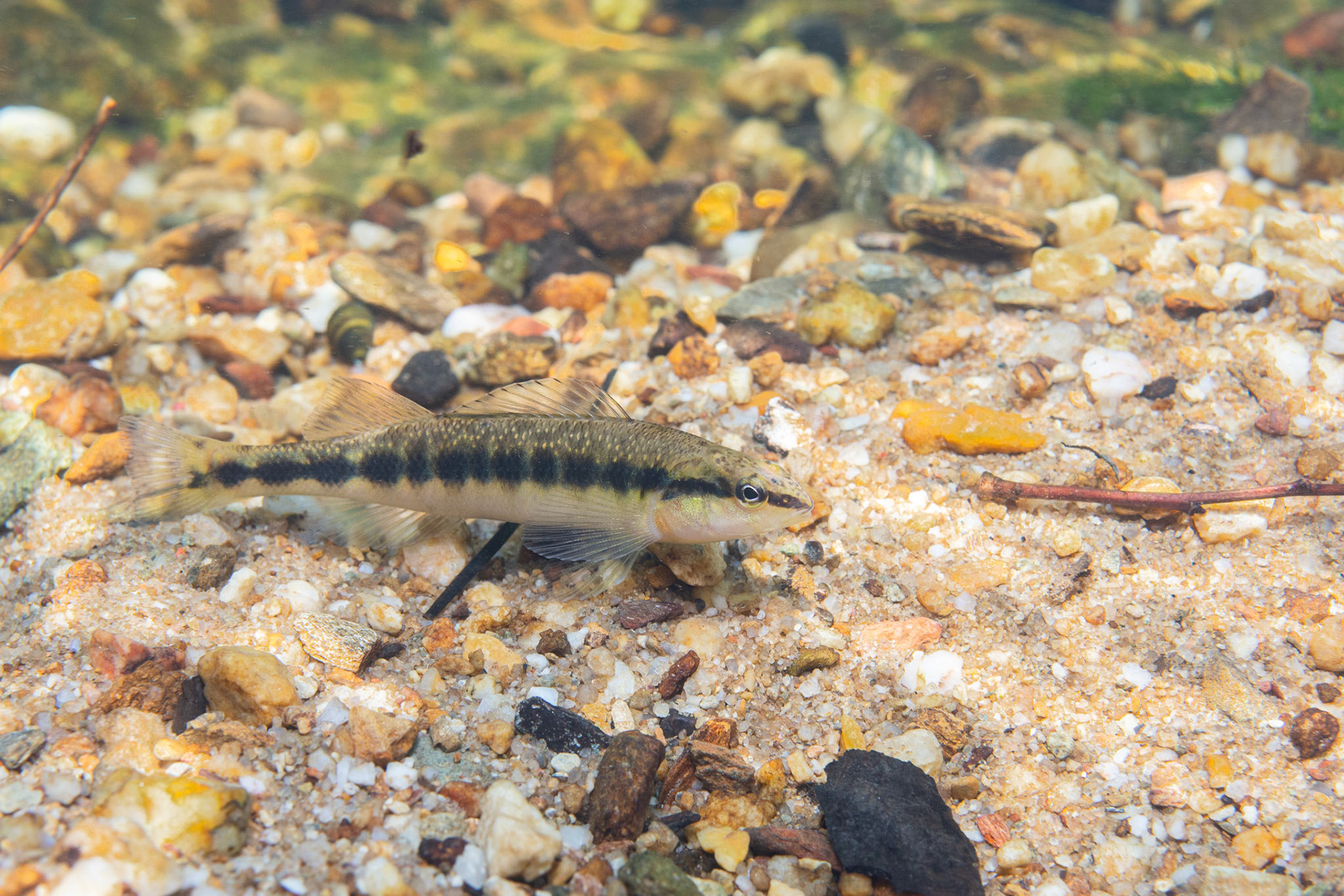 Blackbanded Darter
