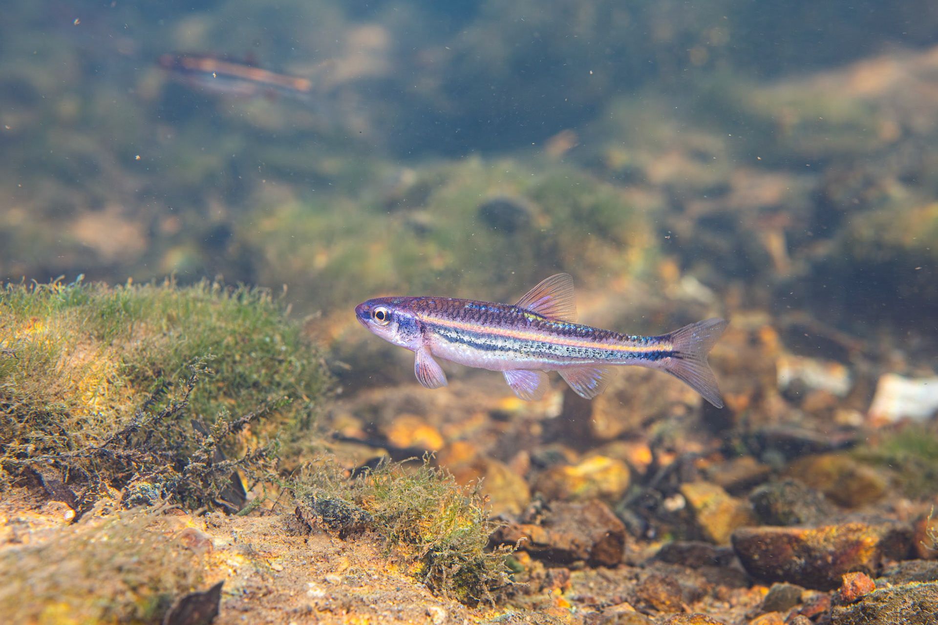 Rainbow Shiner