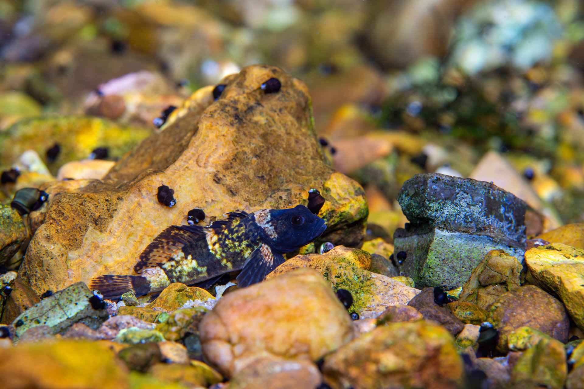 Pygmy Sculpin