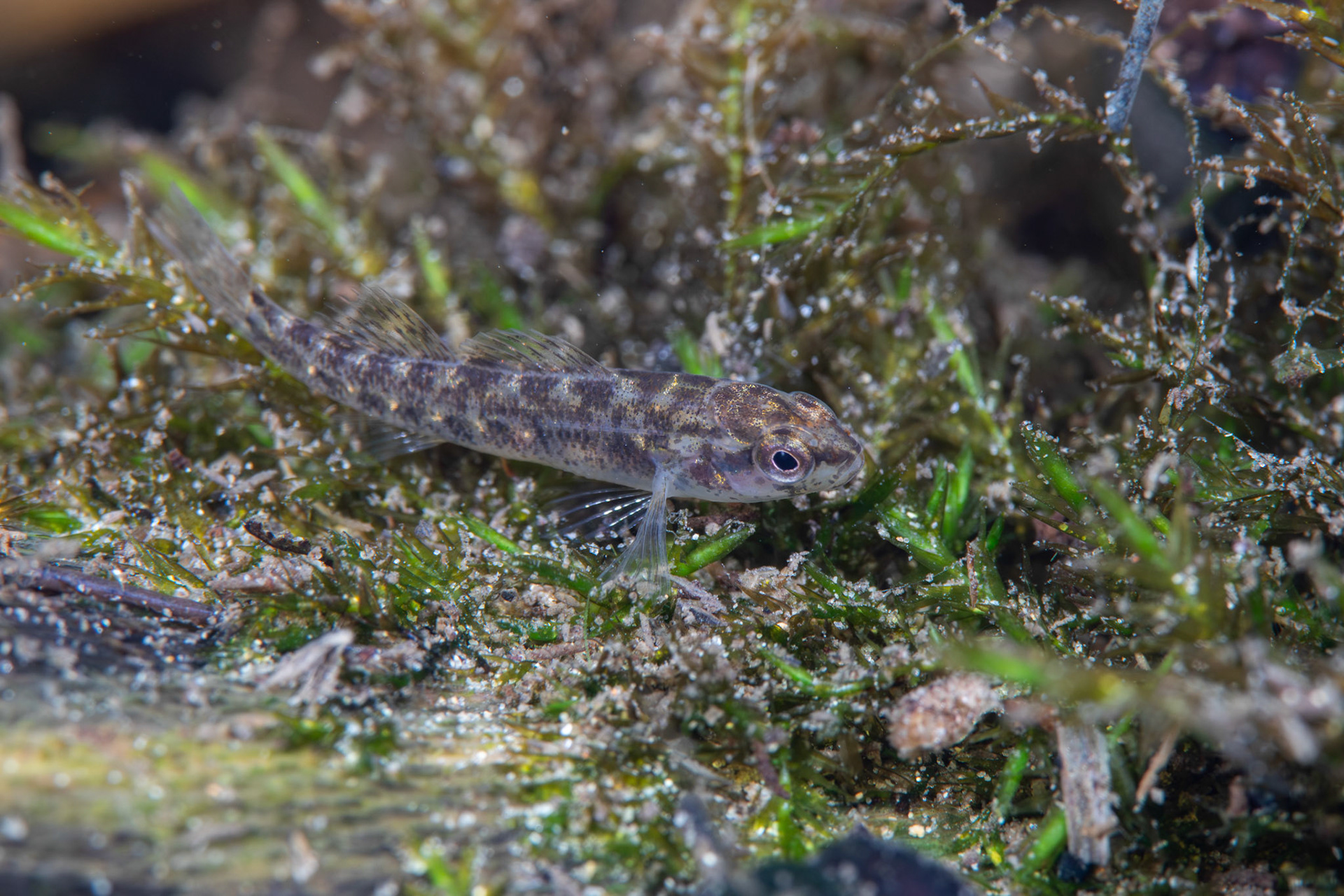 Watercress Darter
