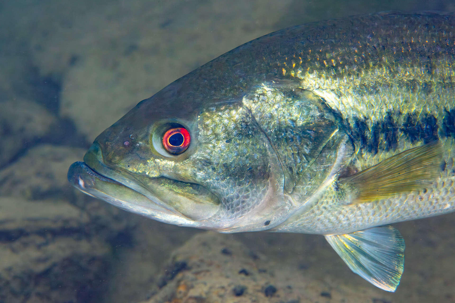 Blackbass