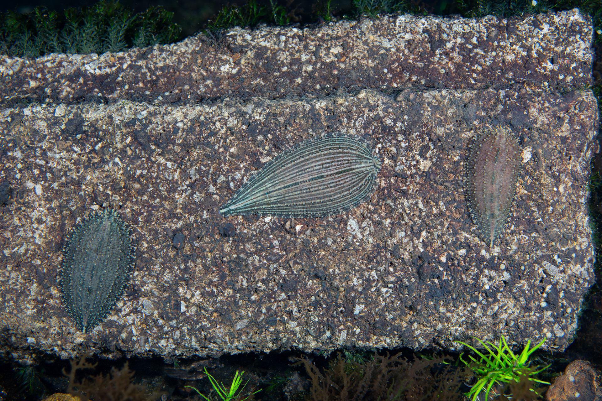 Placobdella Leech