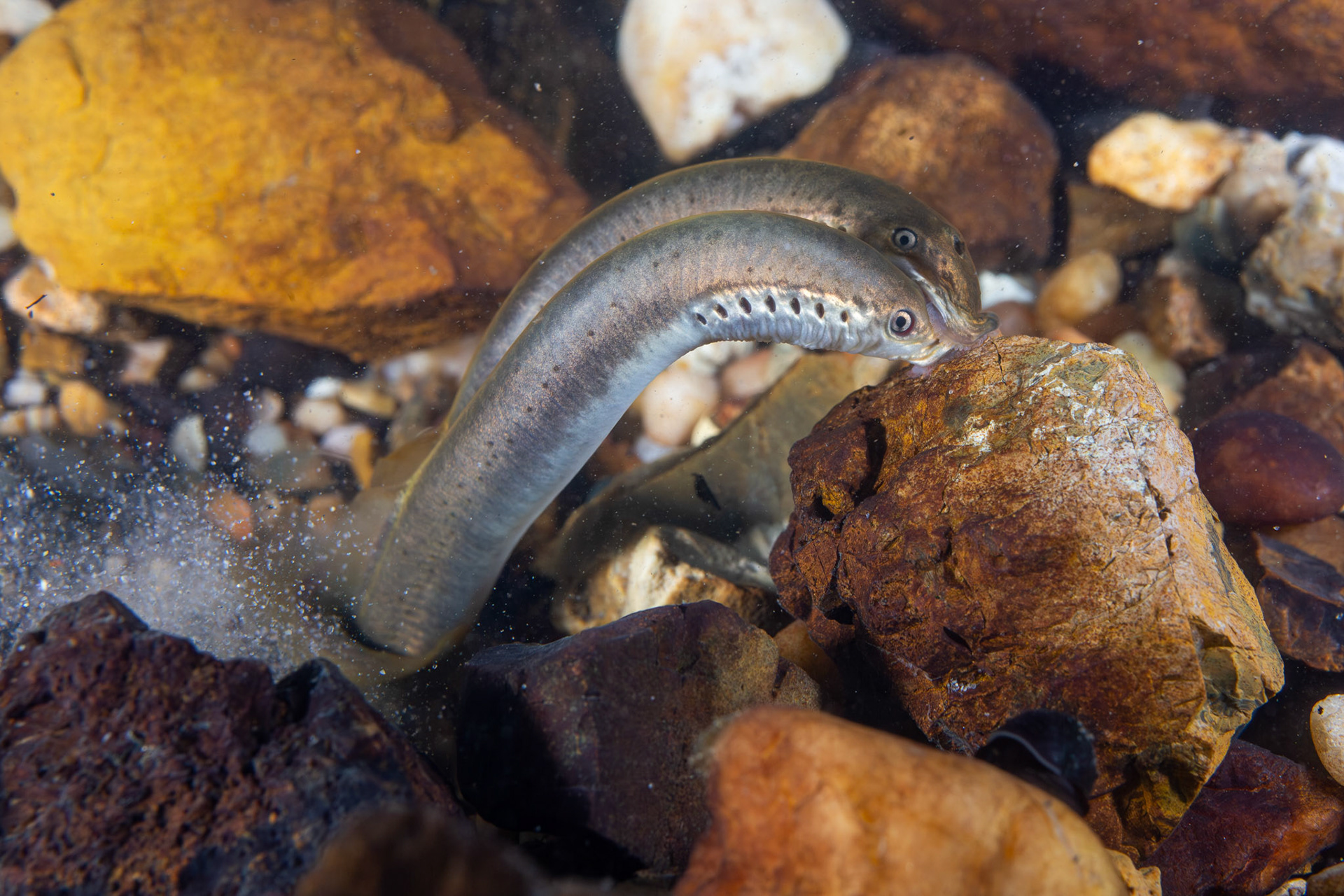Least Brook Lamprey (Lampetra aepyptera)