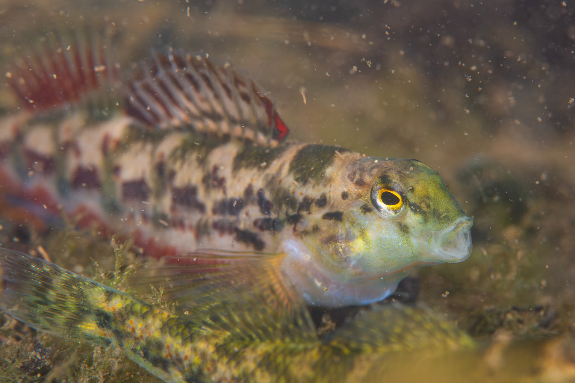 Vermilion darter (Etheostoma chermocki)
