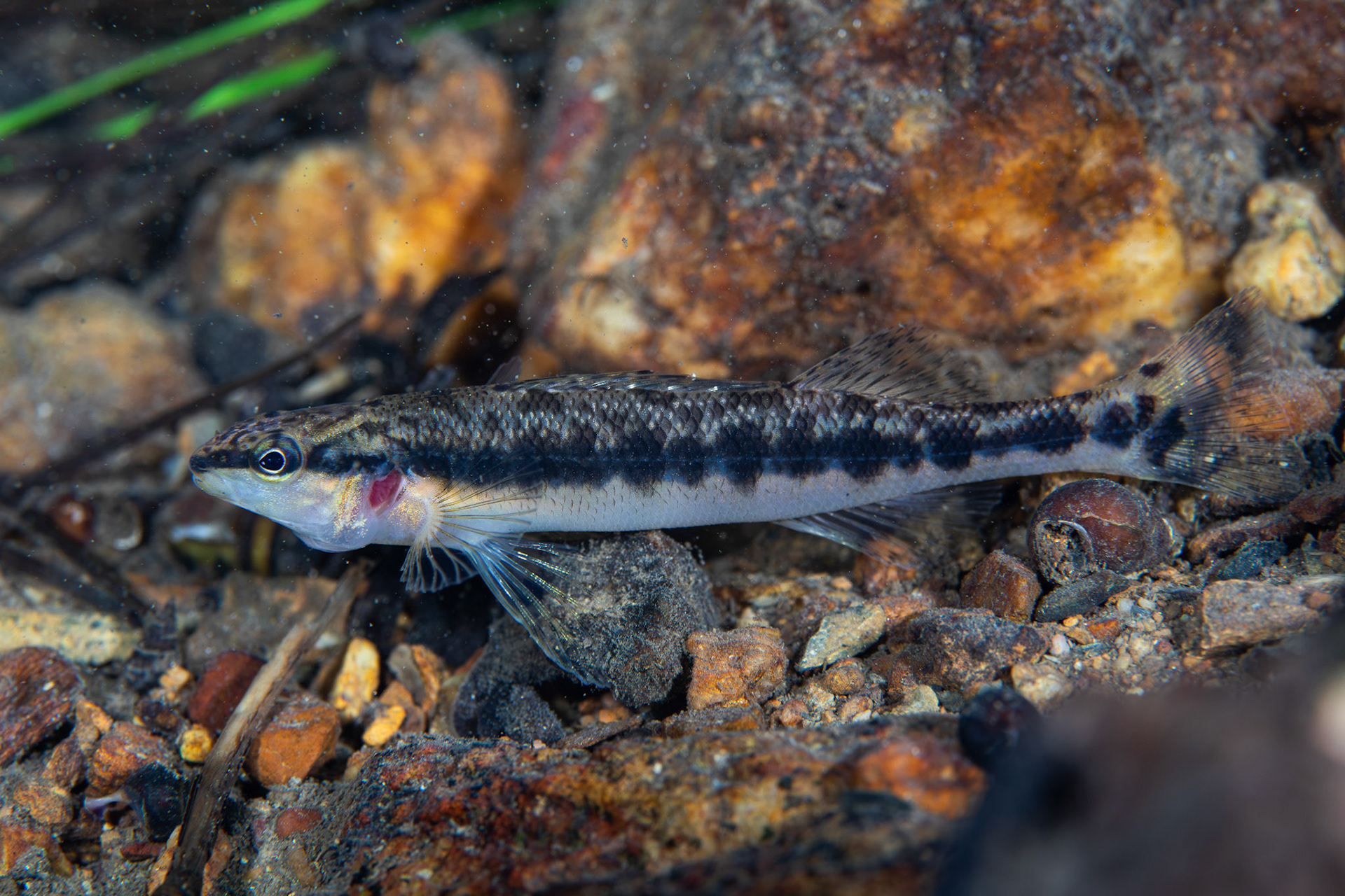 Blackbanded Darter
