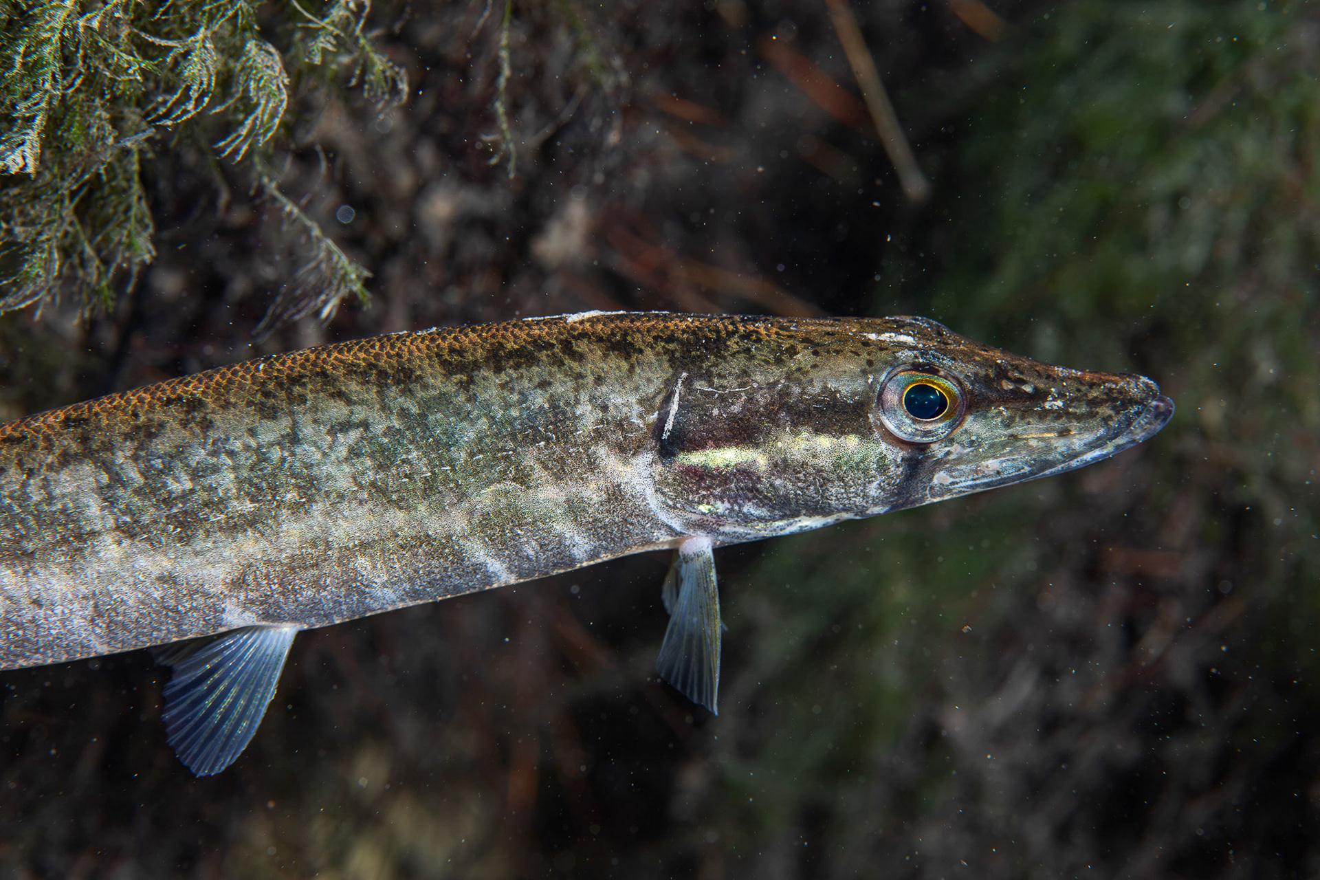 American Pickerel