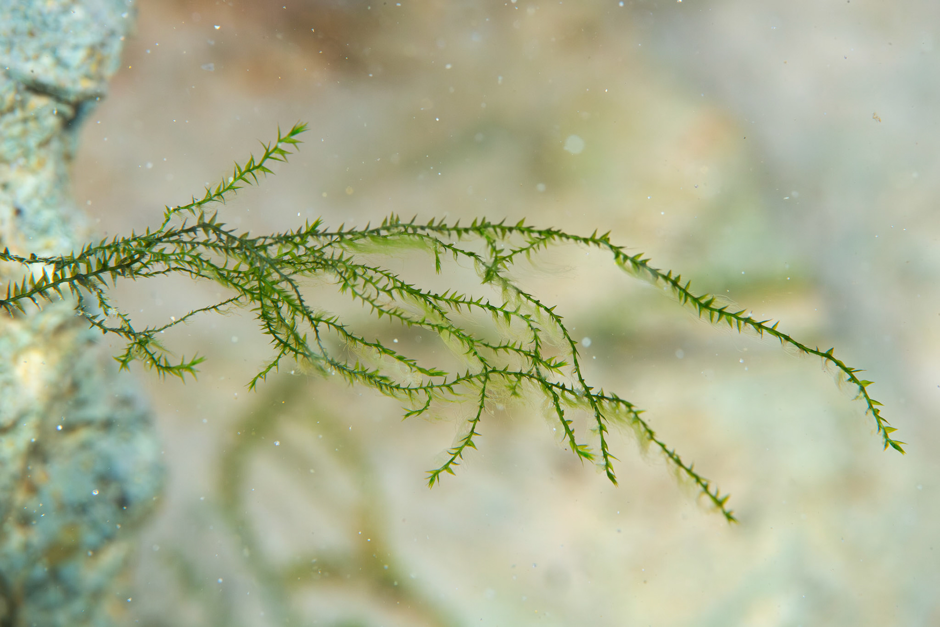 Hygroamblystegium sp.