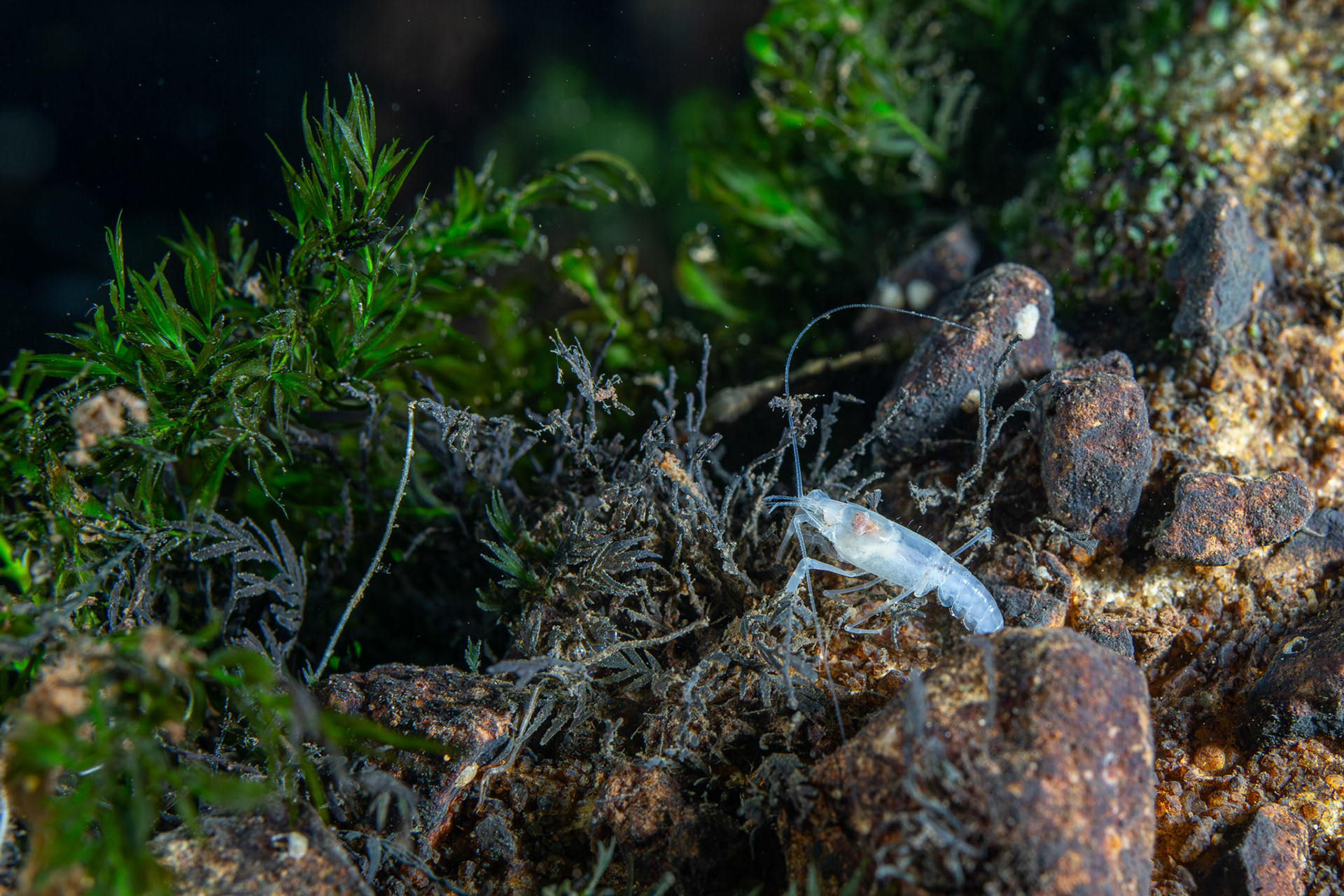 Prickly Cave Crayfish