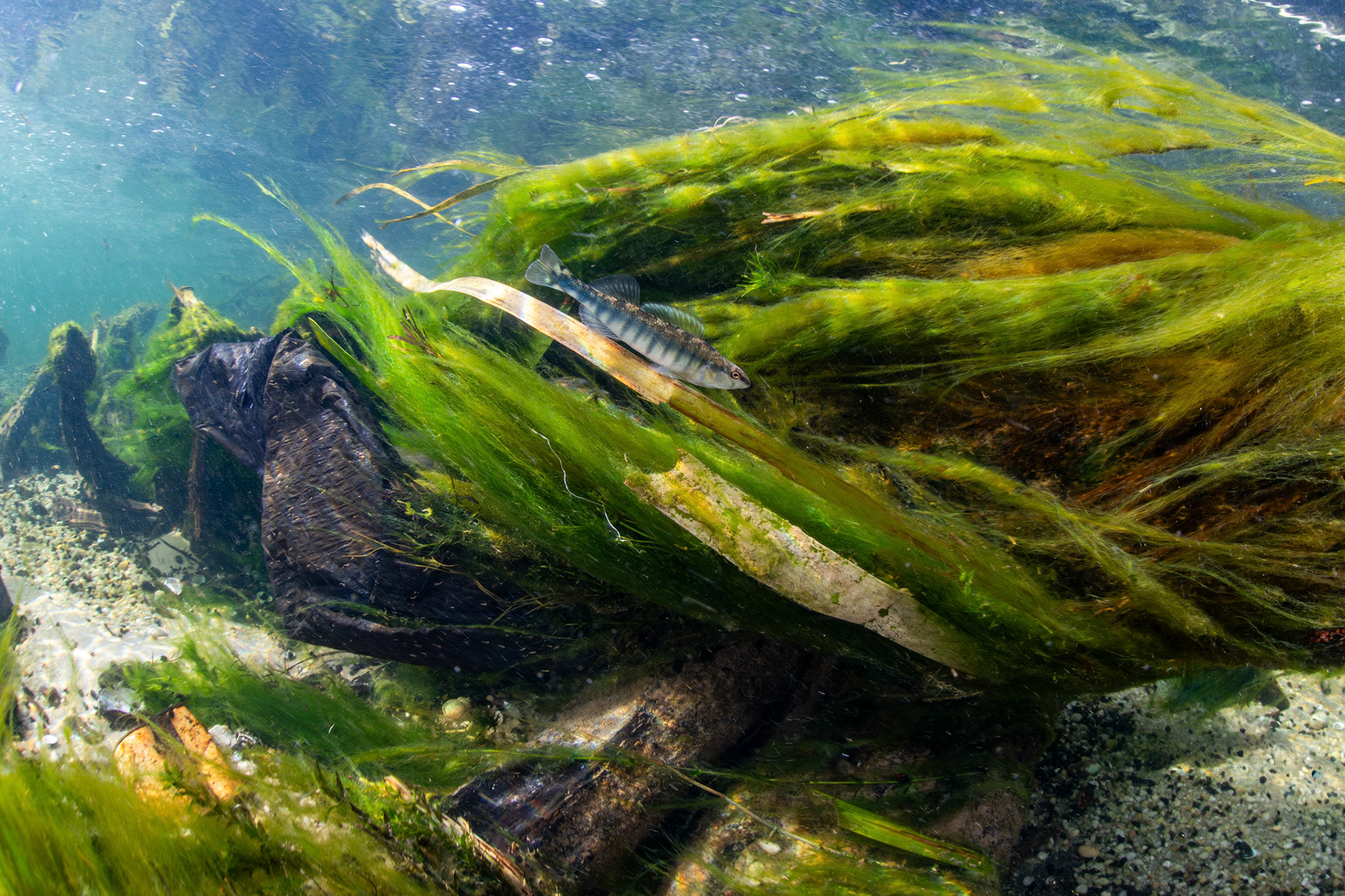 Blackbanded Darter
