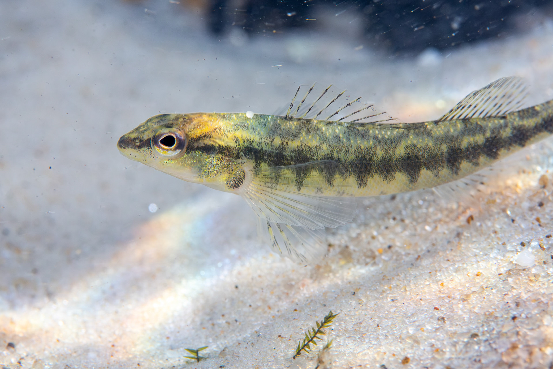Blackbanded Darter