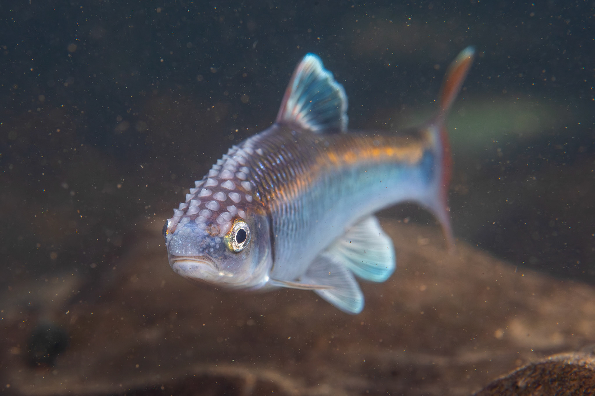 Alabama Shiner