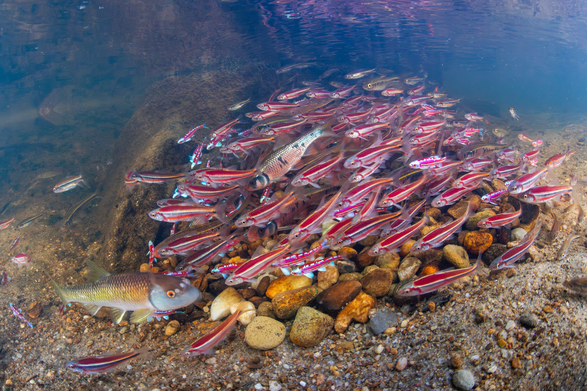 Rainbow Shiner, Rough Shiner, Striped Shiner, and Bluehead chub
