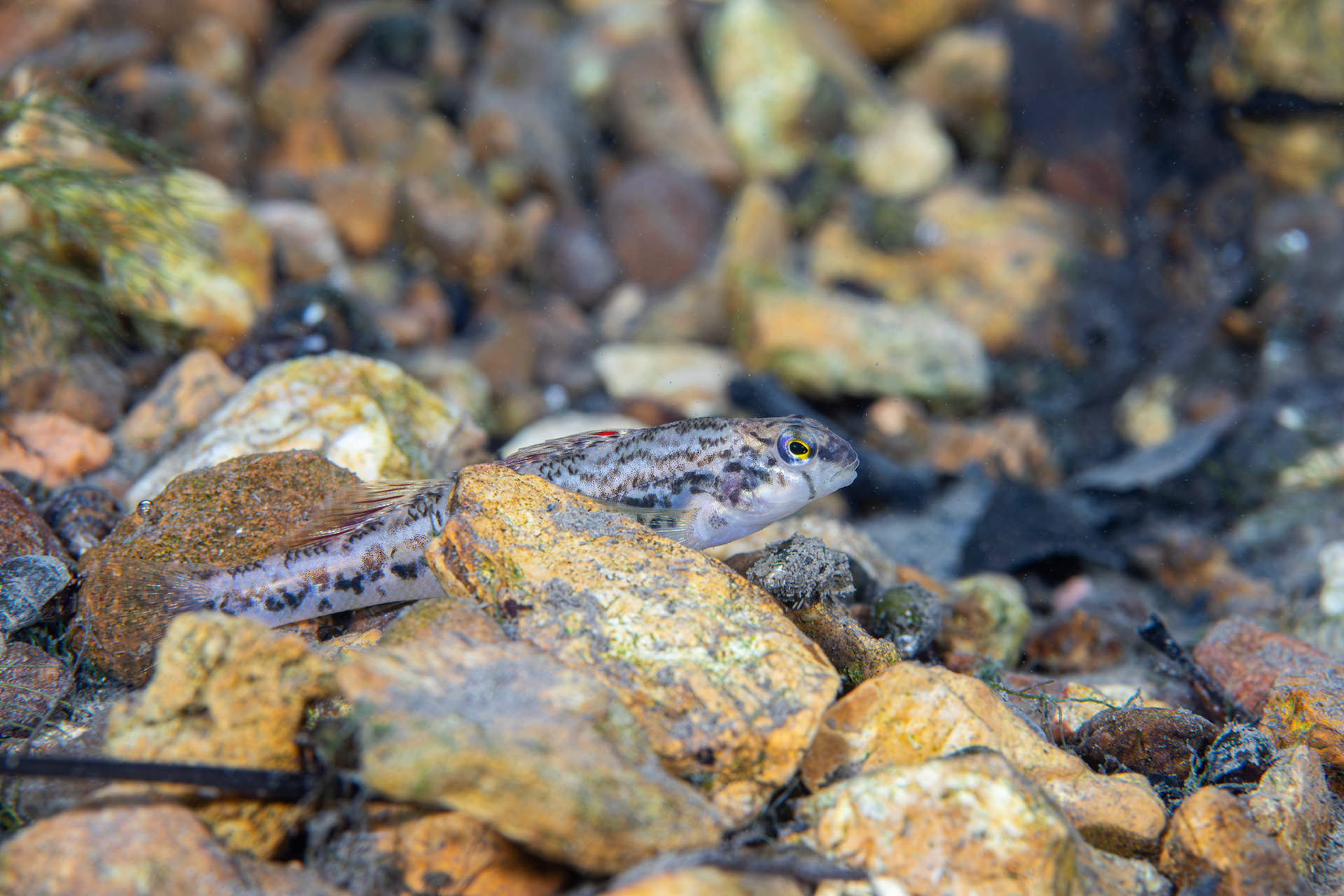 Coosa Darter