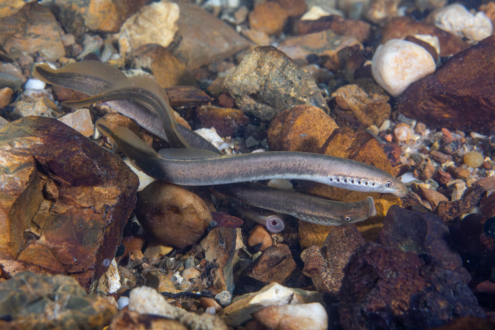 Least Brook Lamprey (Lampetra aepyptera)