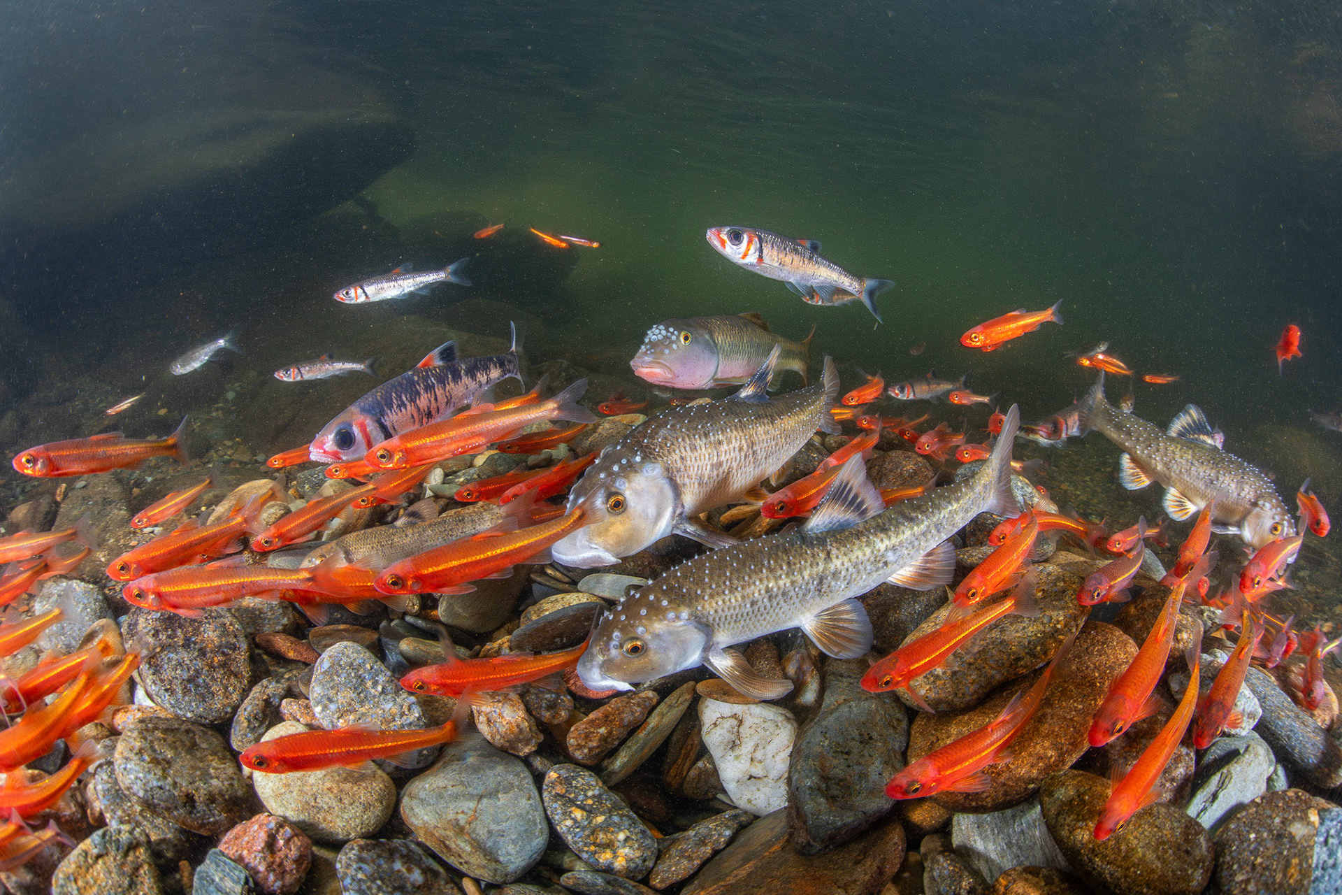 Tennesee Shiners, Warpaint Shiners, Largescale Stonerollers, River Chubs