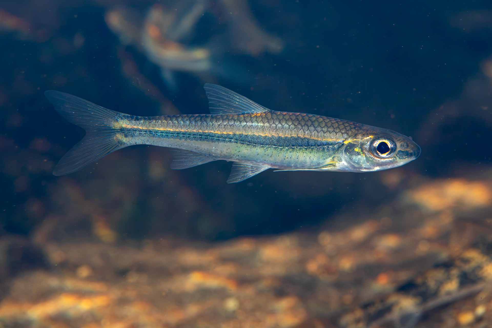 Bigeye Chub