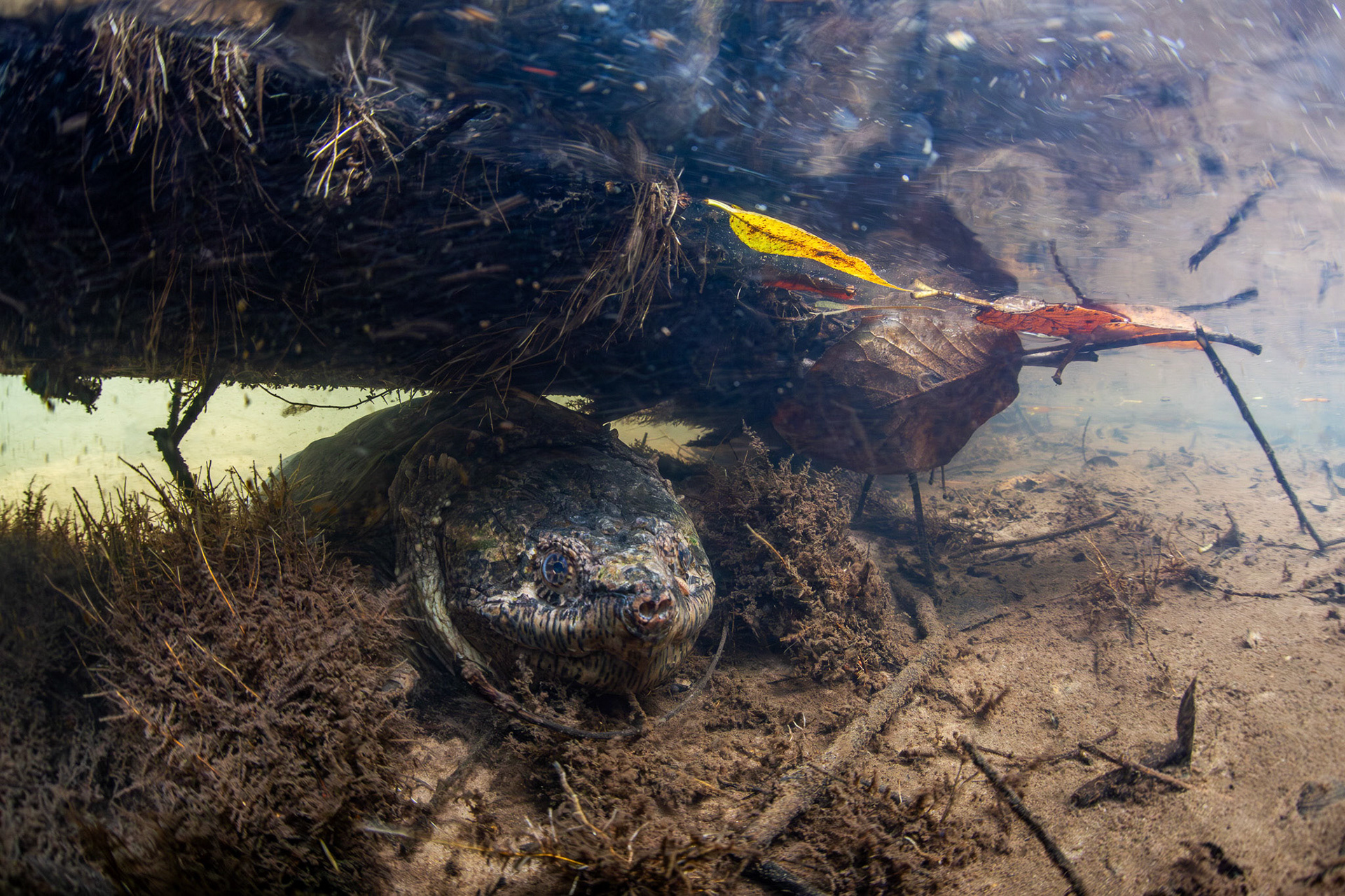Common Snapping Turtle
