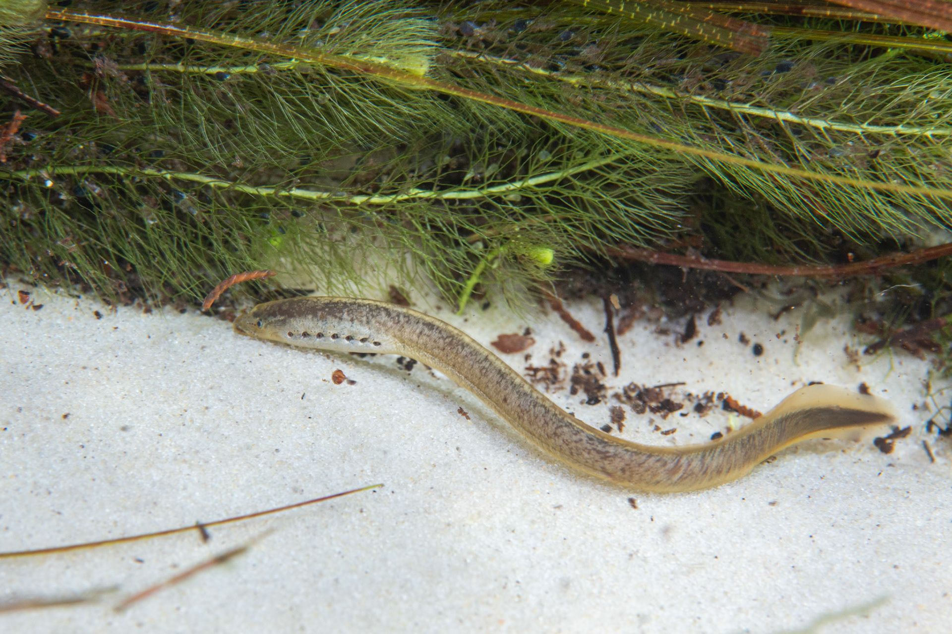 Southern Brook Lamprey (Ichthyomyzon gagei)