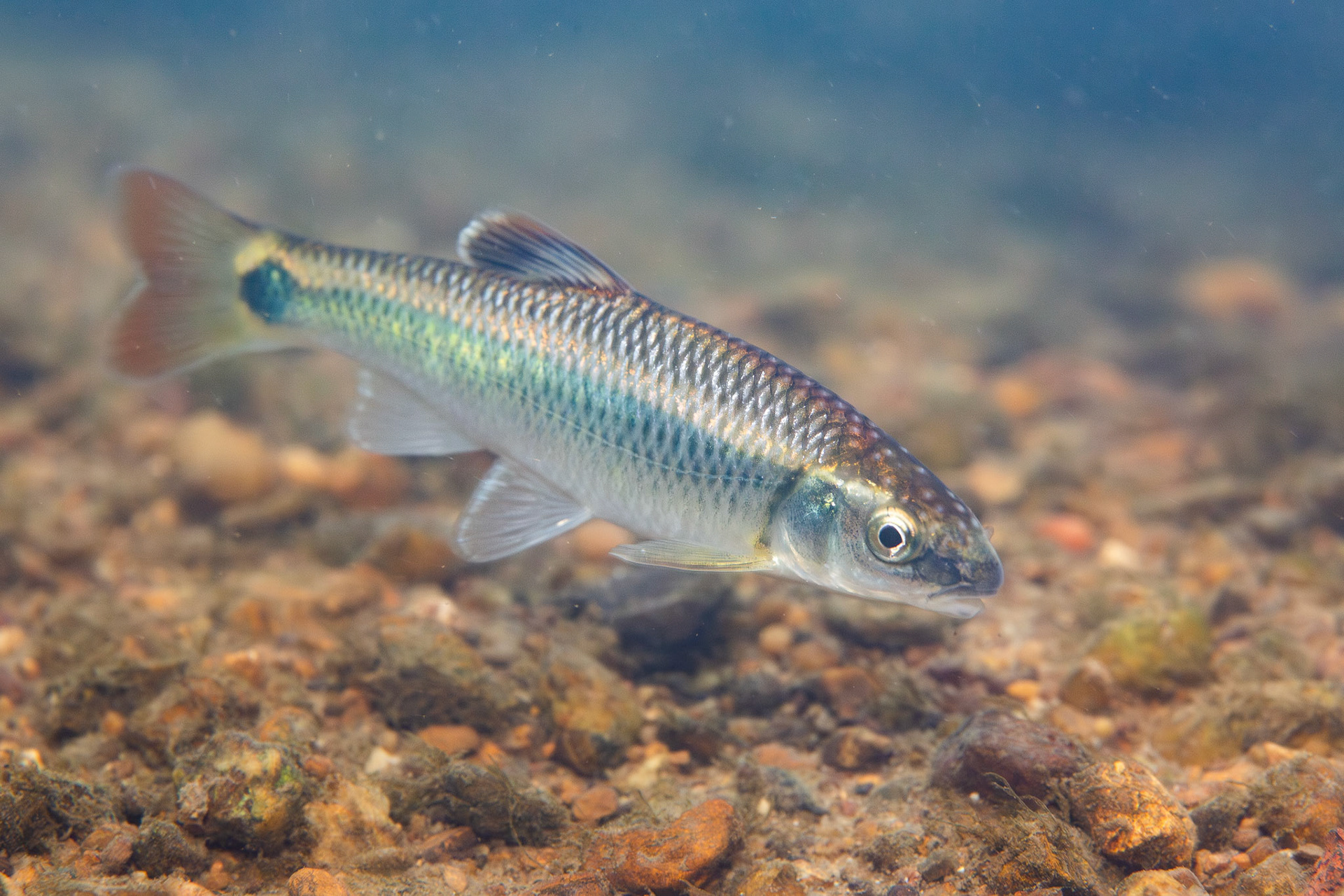 Alabama Shiner