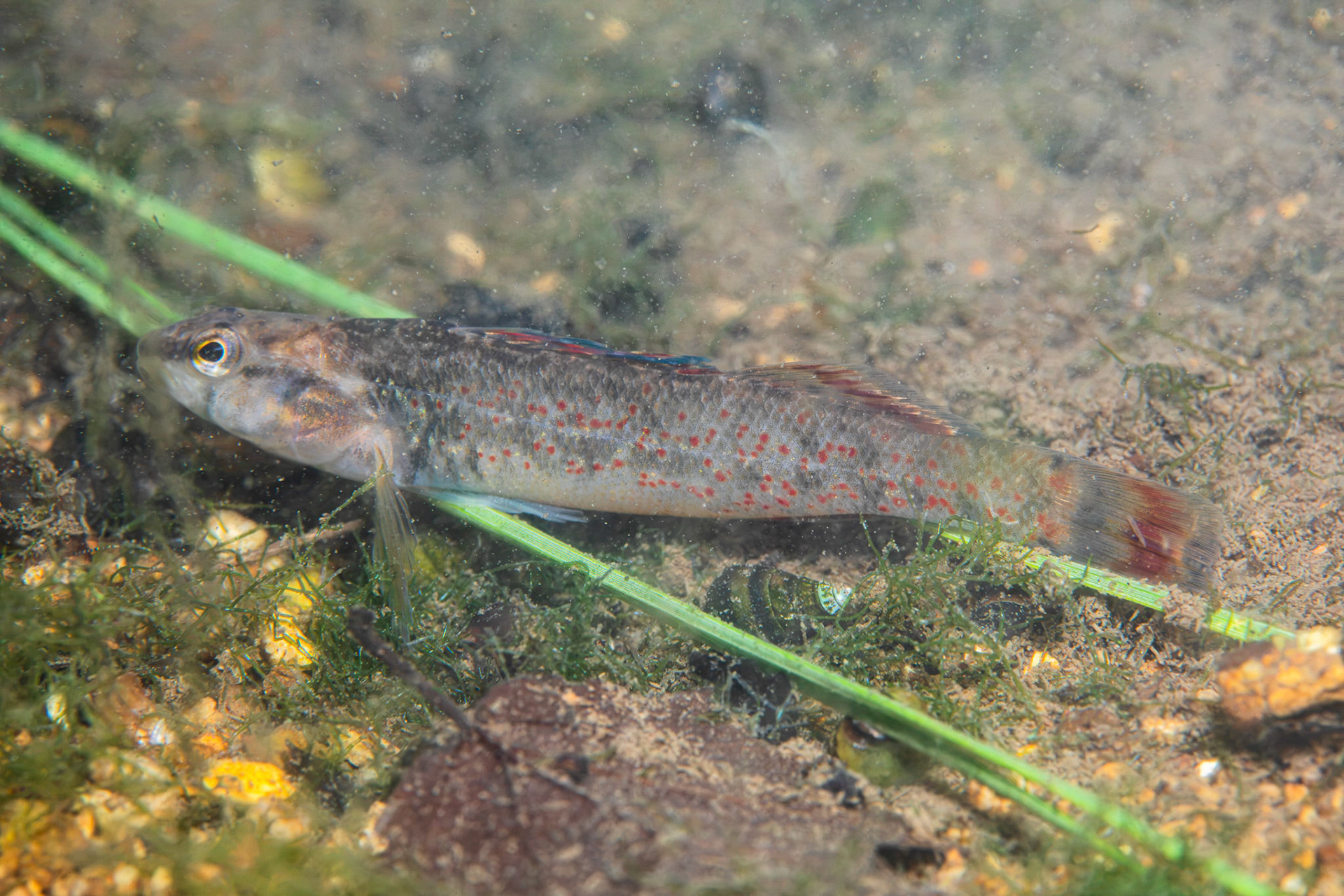 Redspot Darter