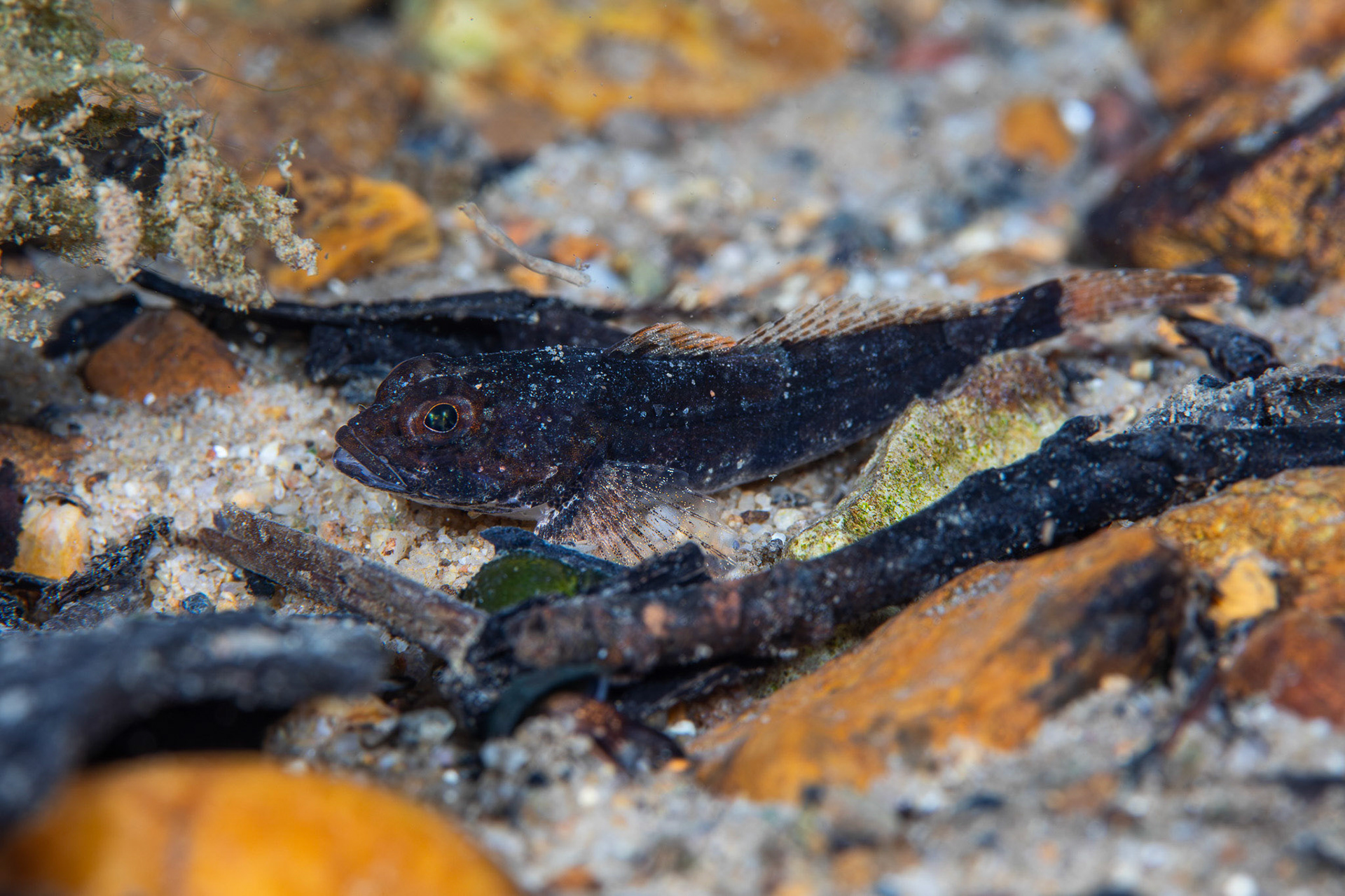 Banded Sculpin